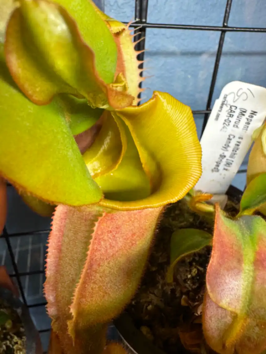 Nepenthes Veitchii by LushGrows