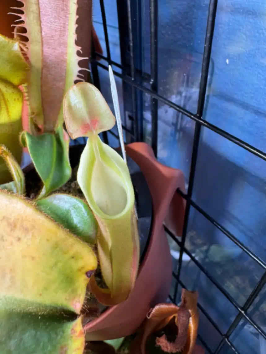 Nepenthes Veitchii by LushGrows