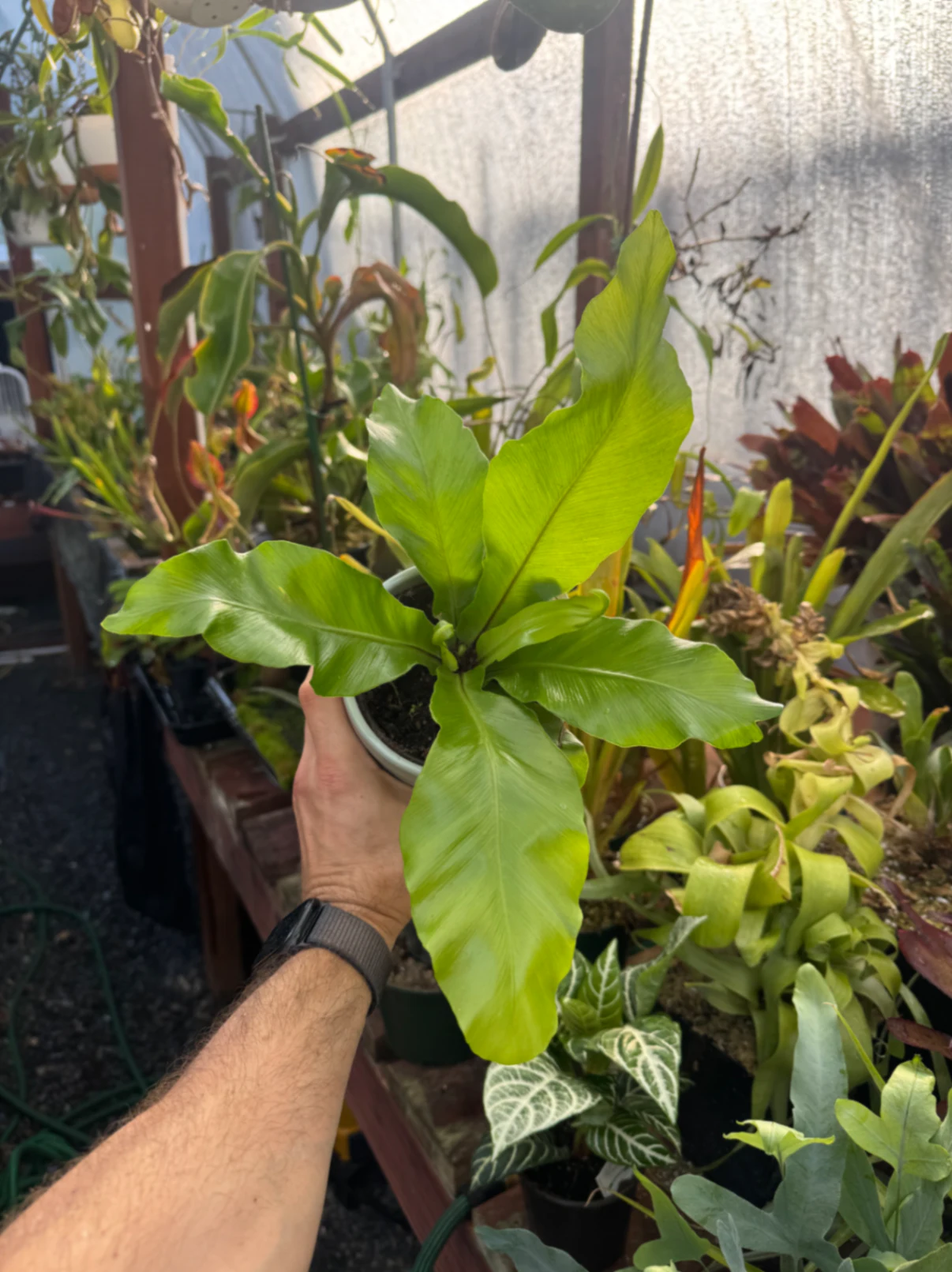 Asplenium nidus by David