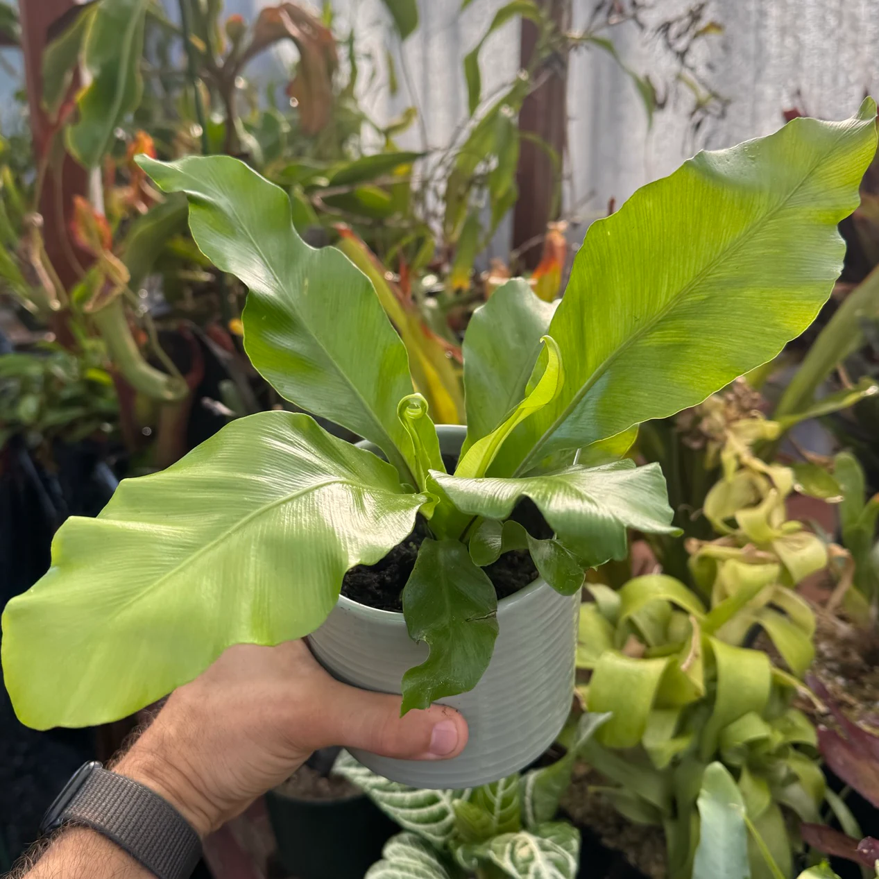 Asplenium nidus by David