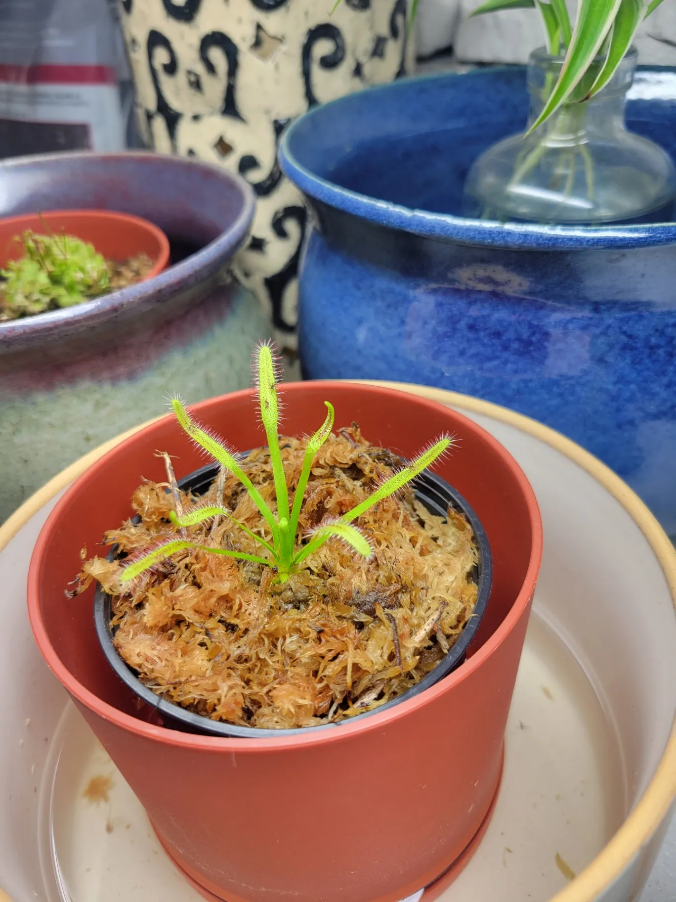 Drosera Capensis by Sticky_Carnis