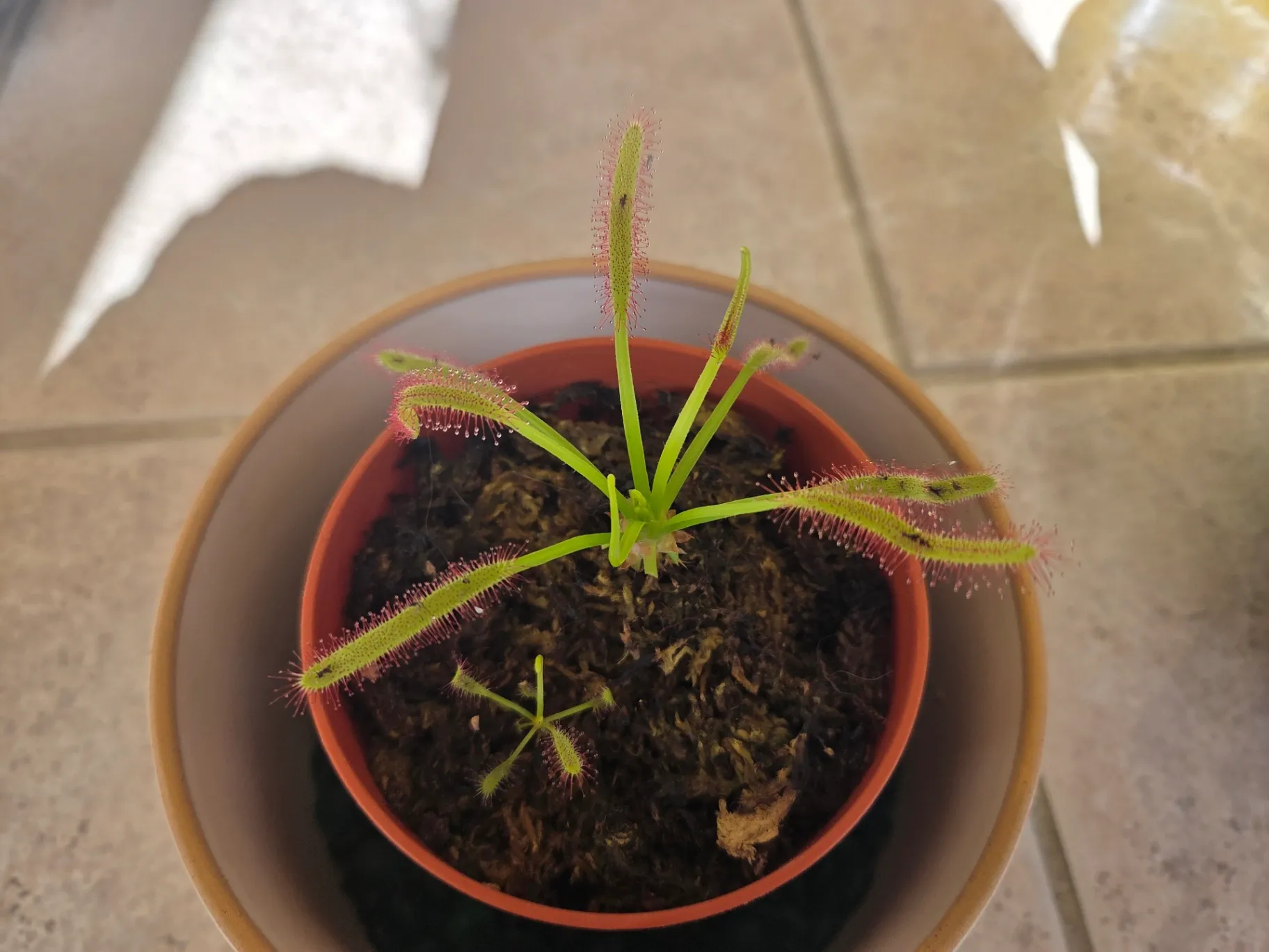 Drosera Capensis by Sticky_Carnis