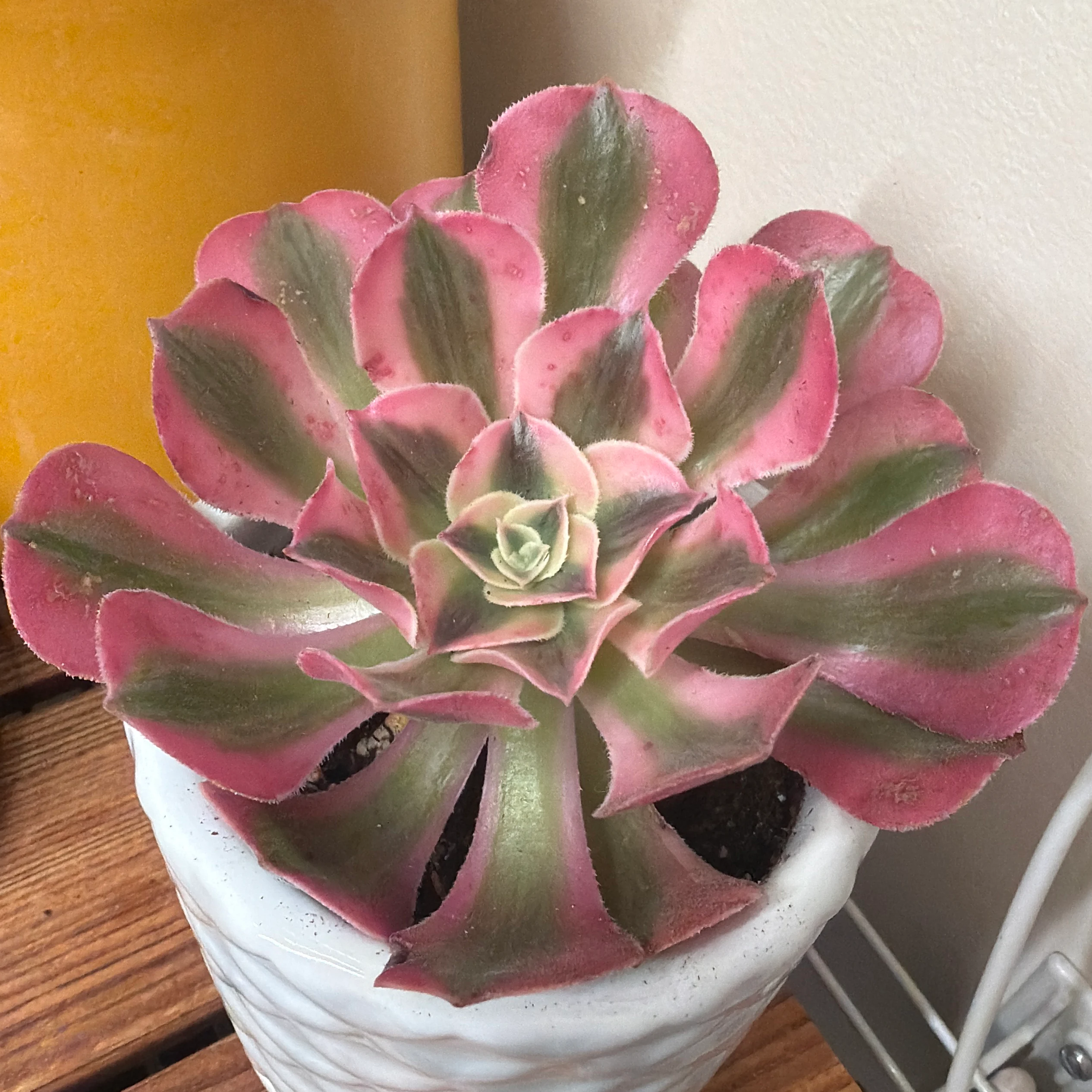 Aeonium undulatum 'Sunburst' by Smoreo