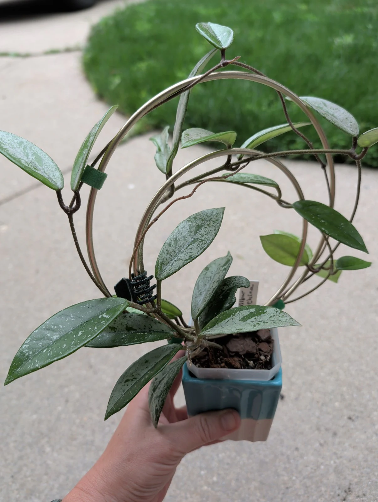 Hoya wilbur graves 'China' by meg