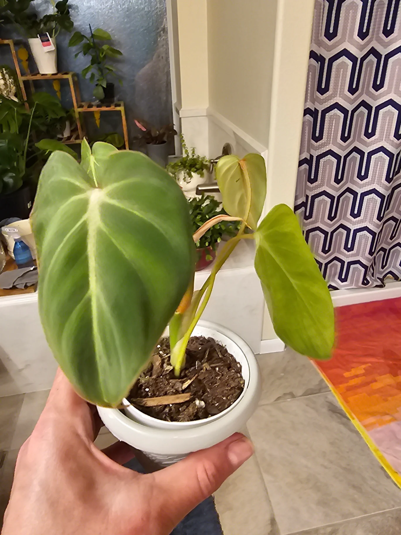 Philodendron gloriosum by Mslatinatx73