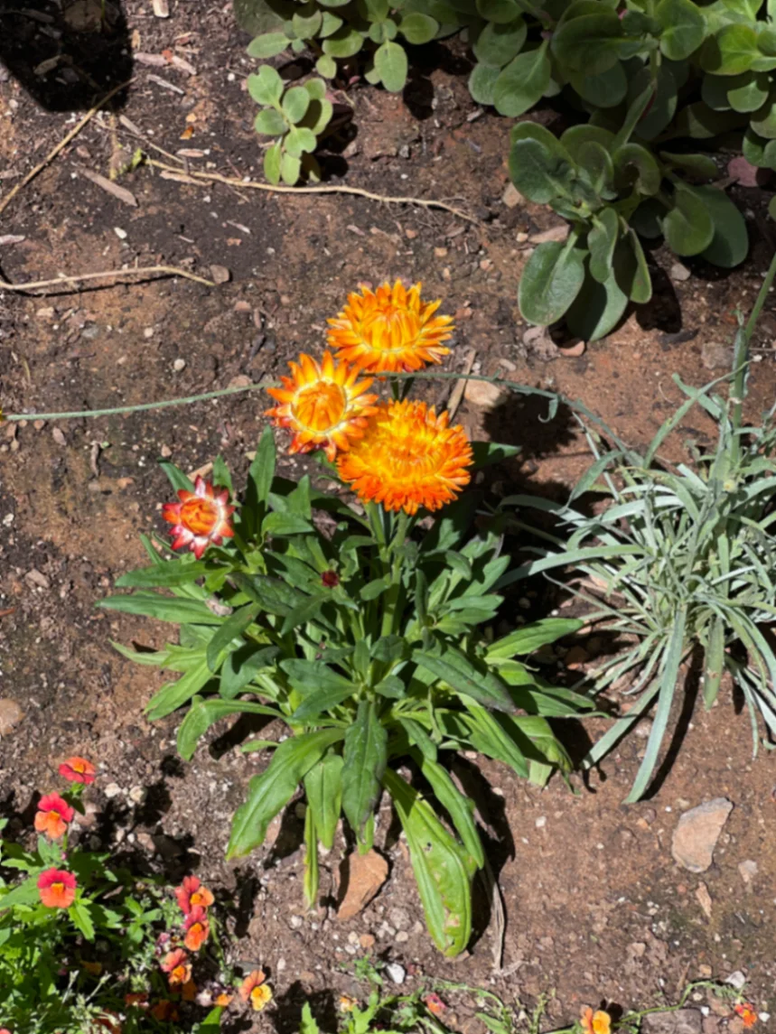 Xerochrysum bracteatum by markymark