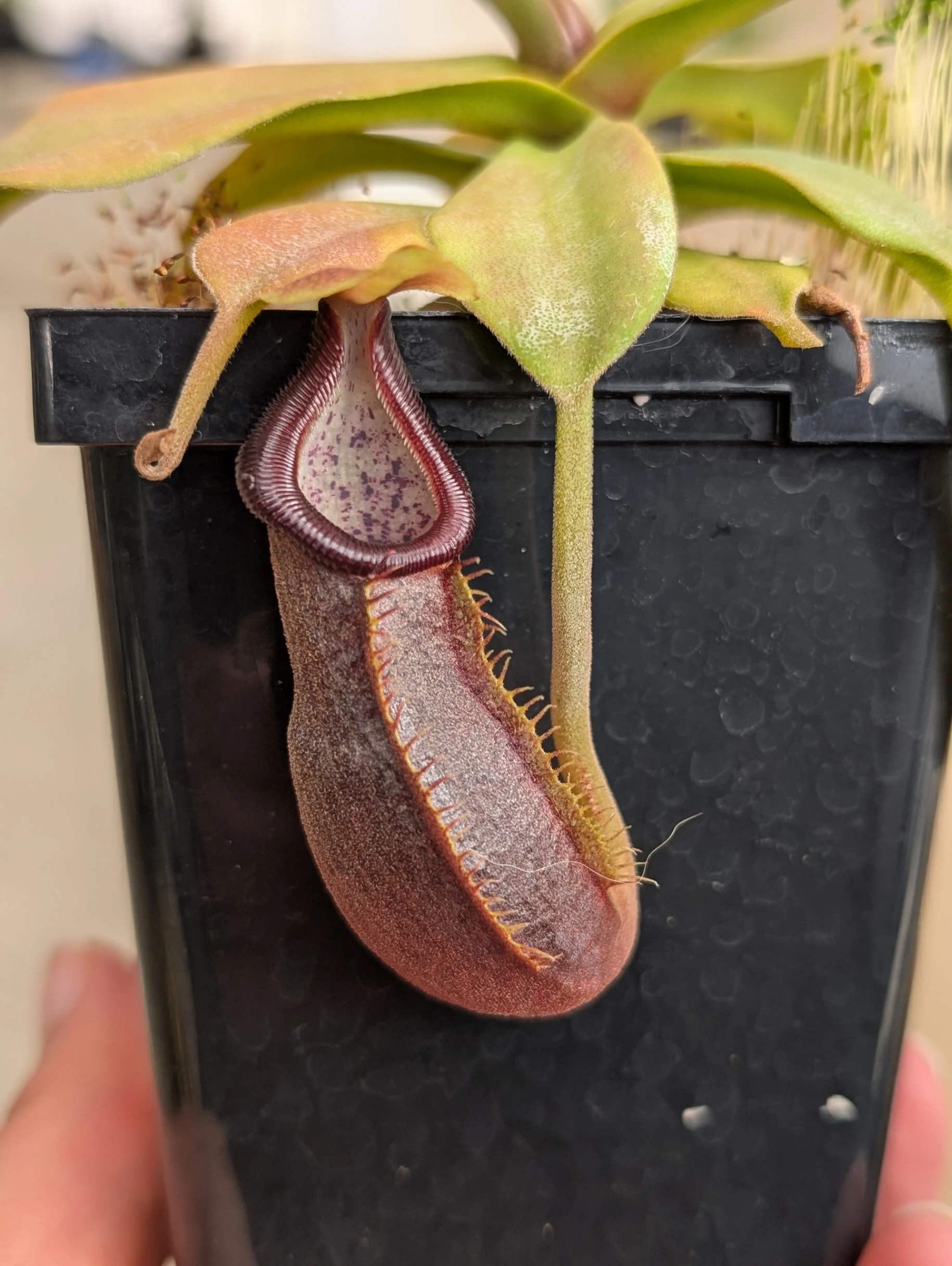 Nepenthes carunculata by Dalke31