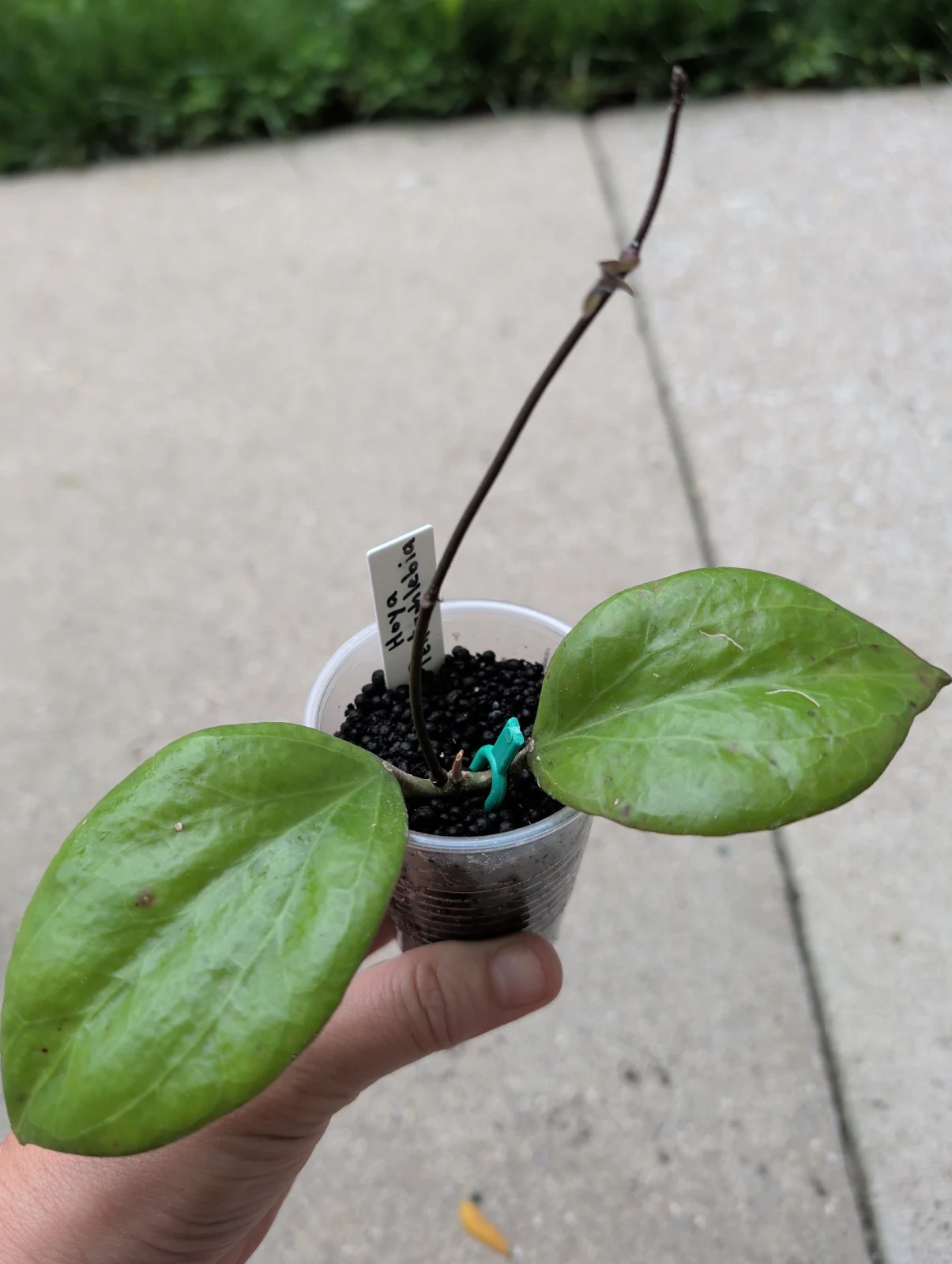 Hoya pentaphlebia by meg