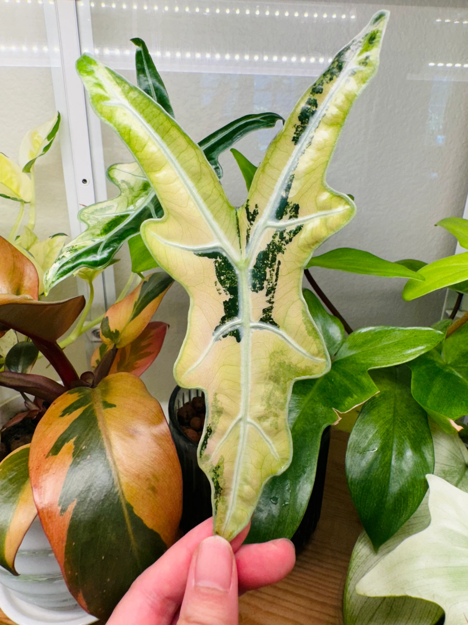 Alocasia Nobilis Pink Variegated by Labuleaf
