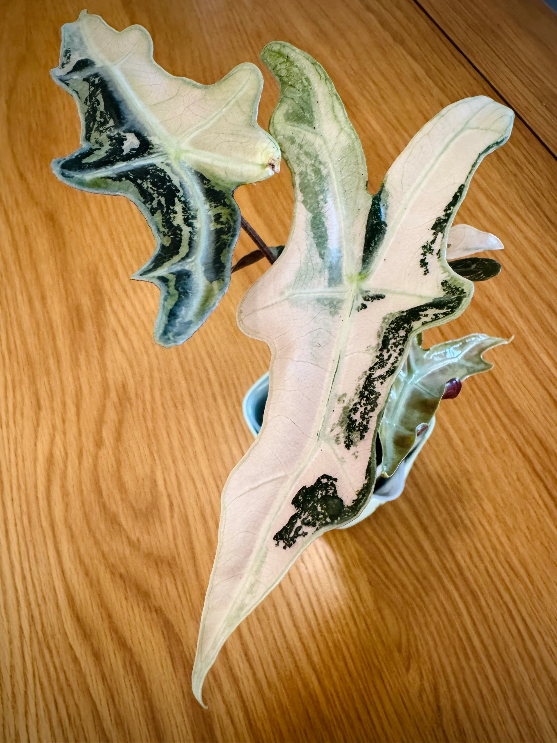 Alocasia Nobilis Pink Variegated by Labuleaf