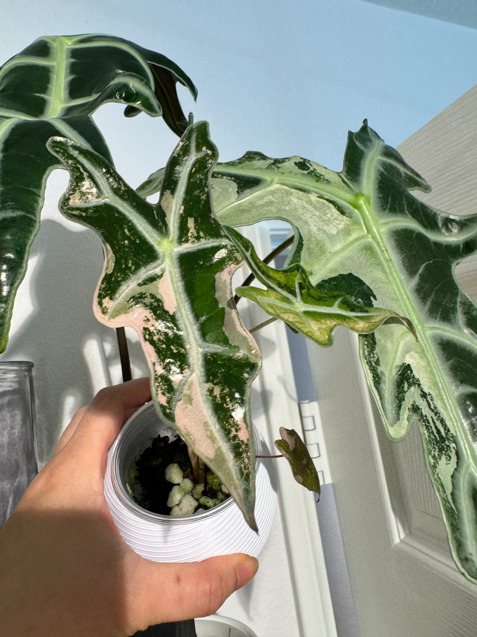 Alocasia Nobilis Pink Variegated by Labuleaf