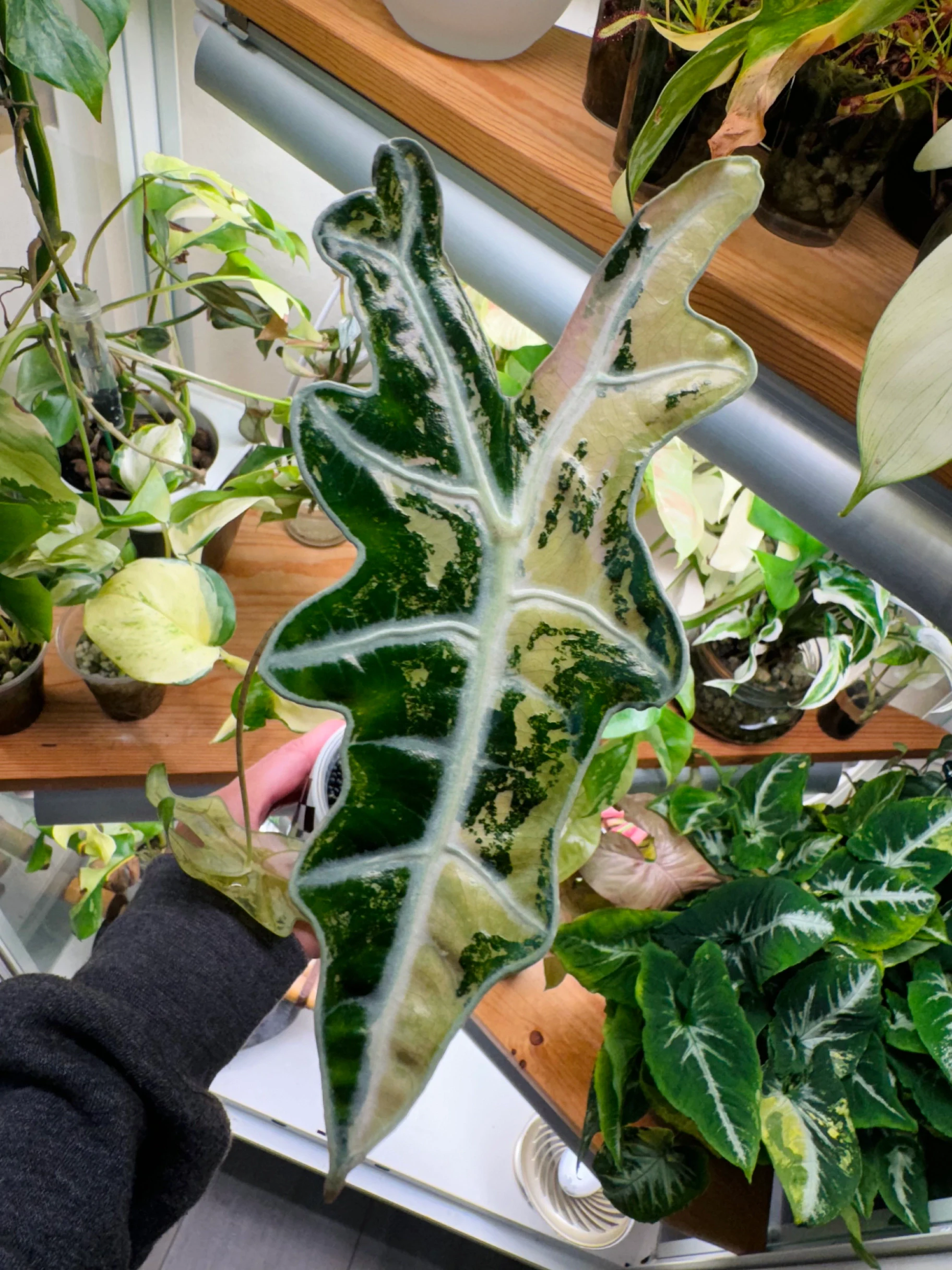 Alocasia Nobilis Pink Variegated by Labuleaf