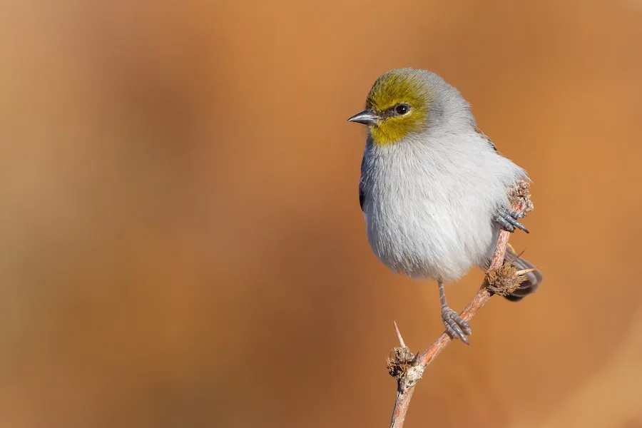 Verdin Auriparus flaviceps by genevieve