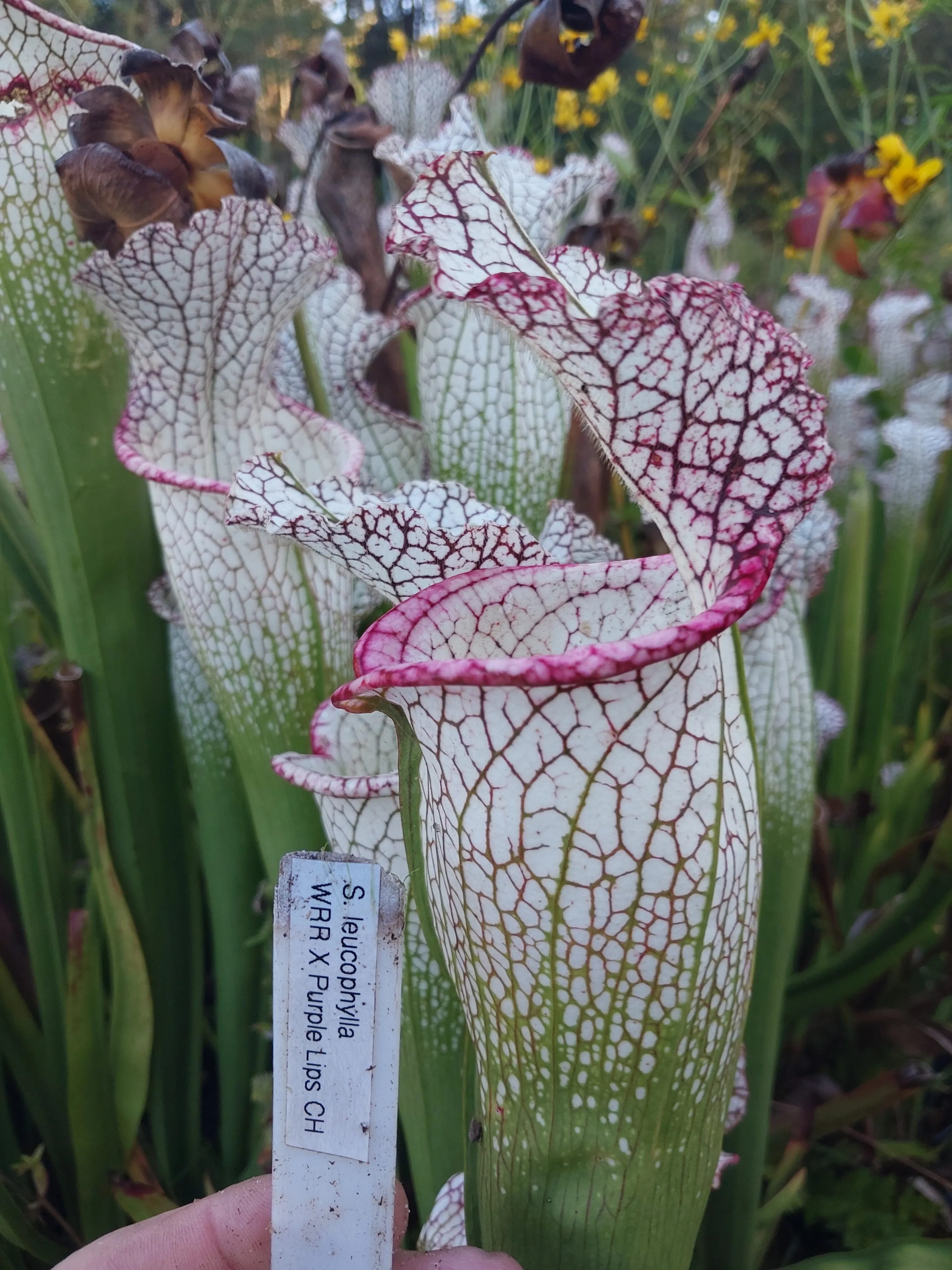 Sarracenia leucophylla 'Wilkerson Red Rocket x Purple Lips' by P_Hill_FL