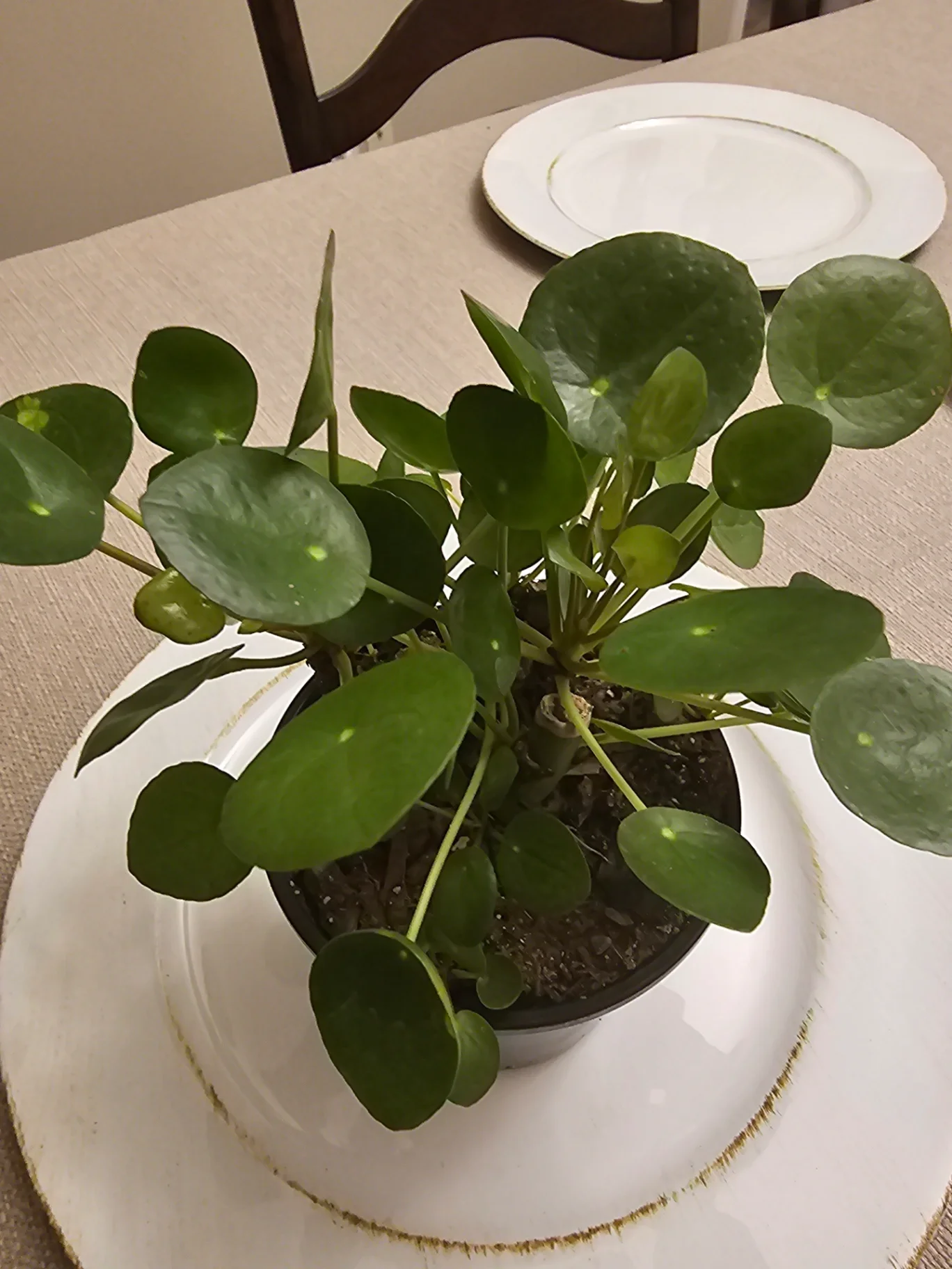 Pilea peperomioides by Mslatinatx73