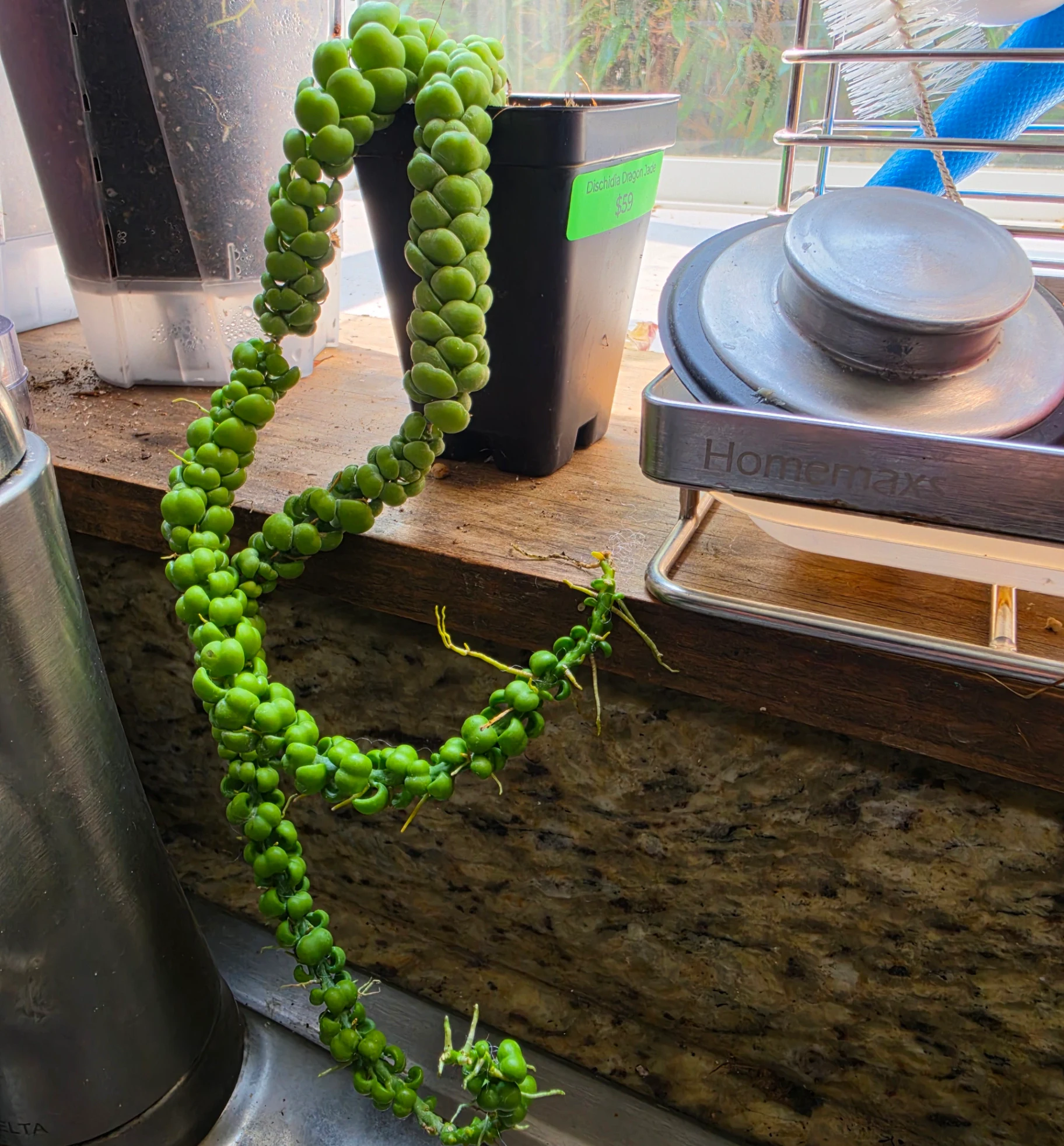 Dischidia nummularia 'Dragon Jade' by Misskittyboo