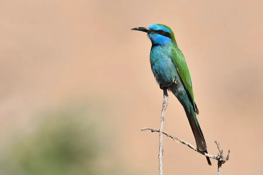 Arabian Green Bee-eater Merops cyanophrys by genevieve