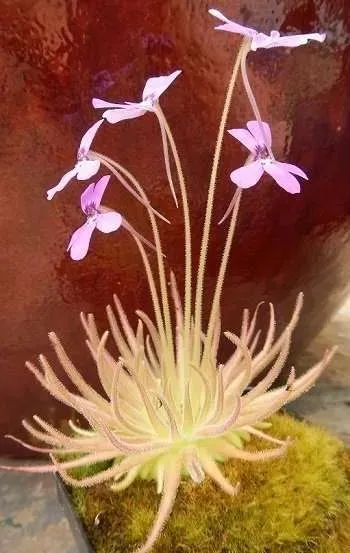 Pinguicula gypsicola by David