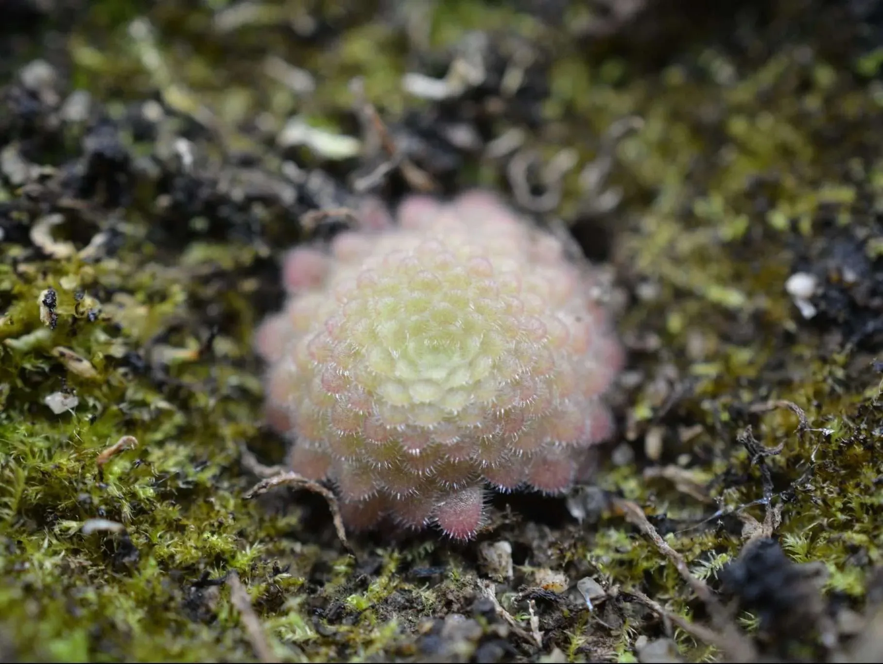 Pinguicula gypsicola by David