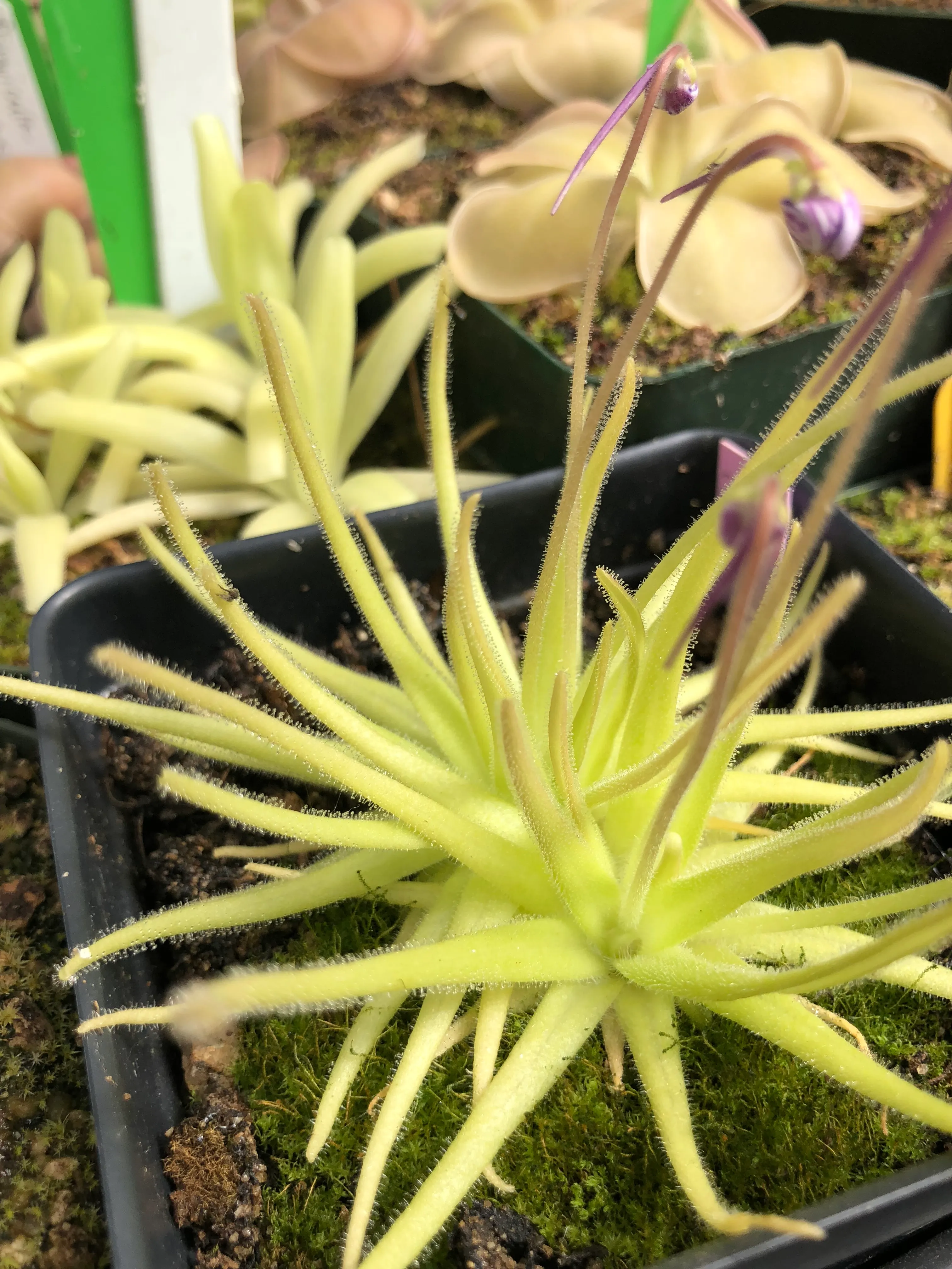 Pinguicula gypsicola by David