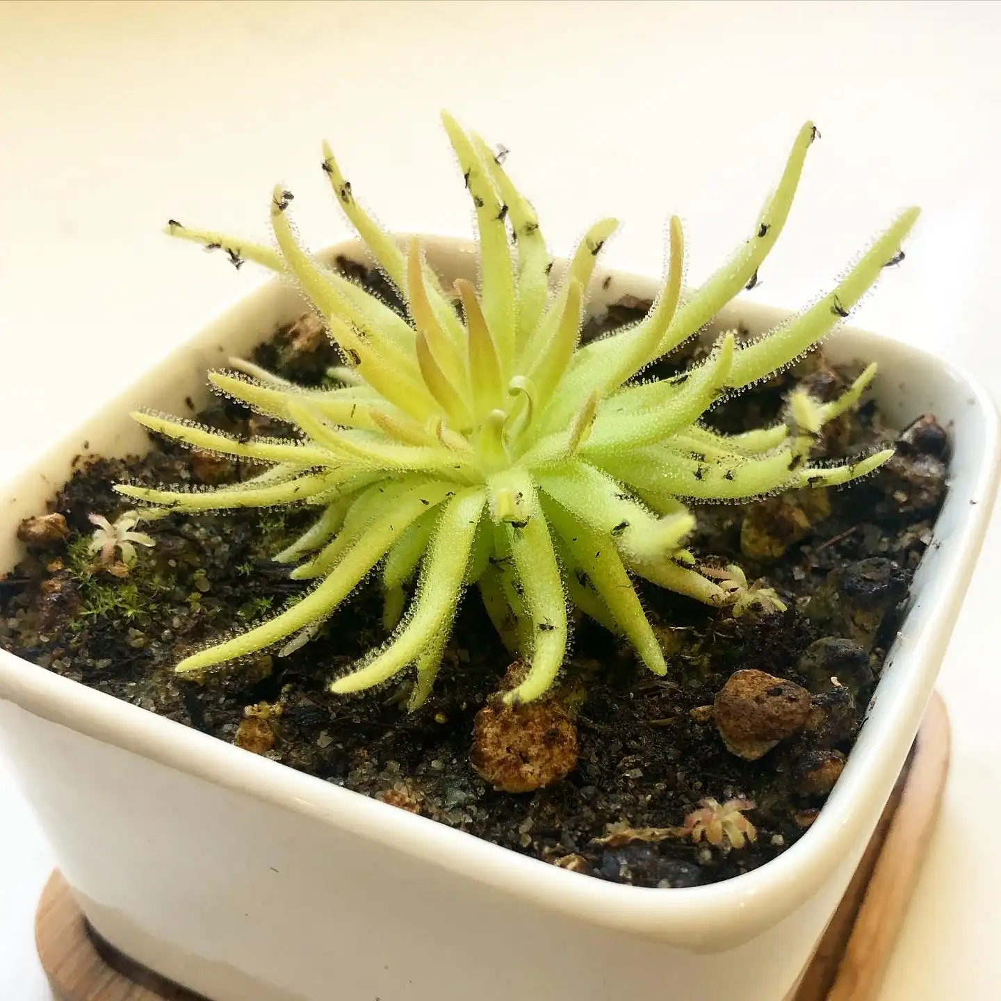 Pinguicula gypsicola by David