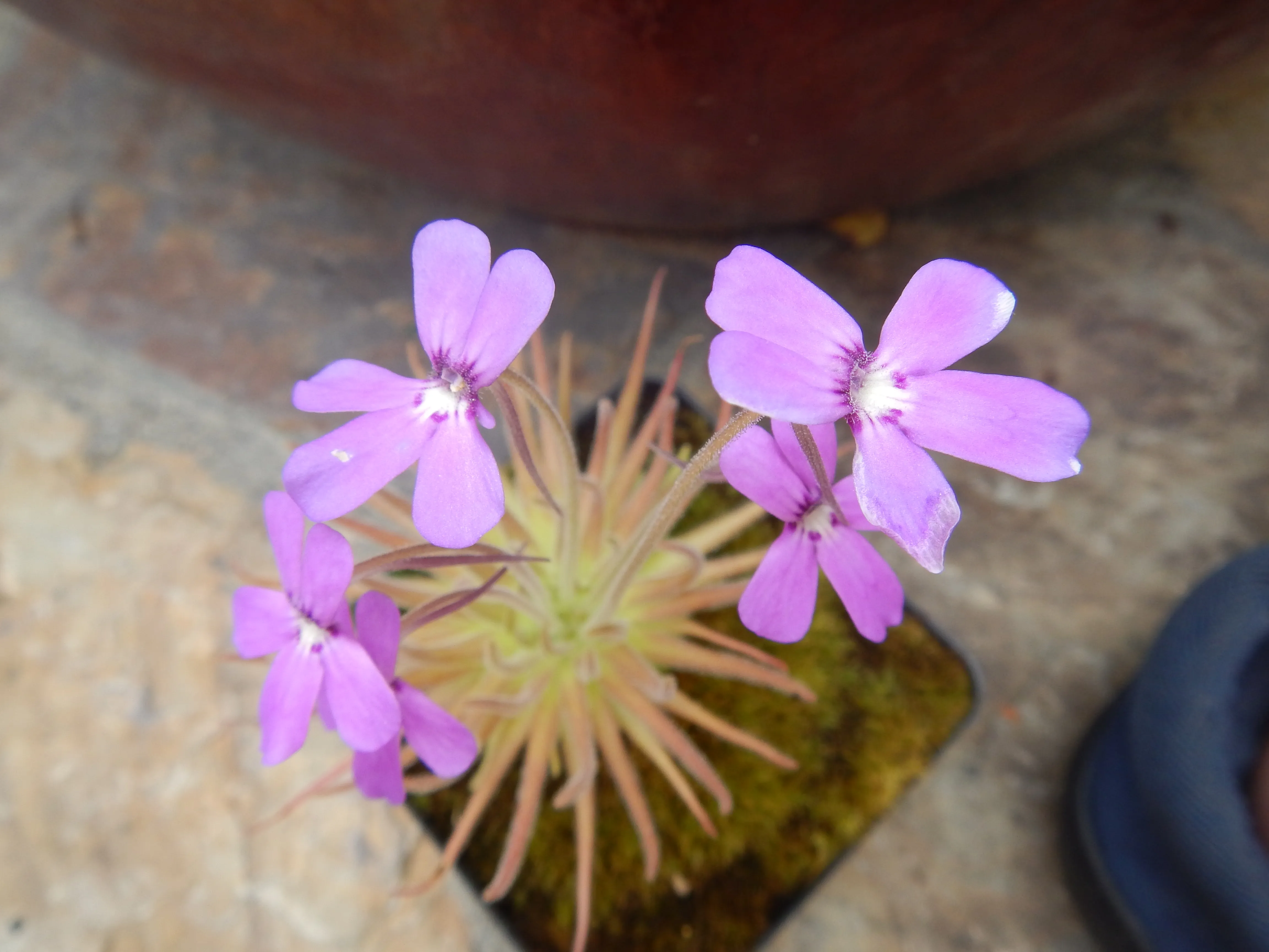 Pinguicula gypsicola by David