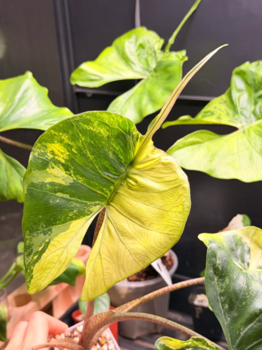 Alocasia stingray 'pink albo Variegata' by BloomingHouse