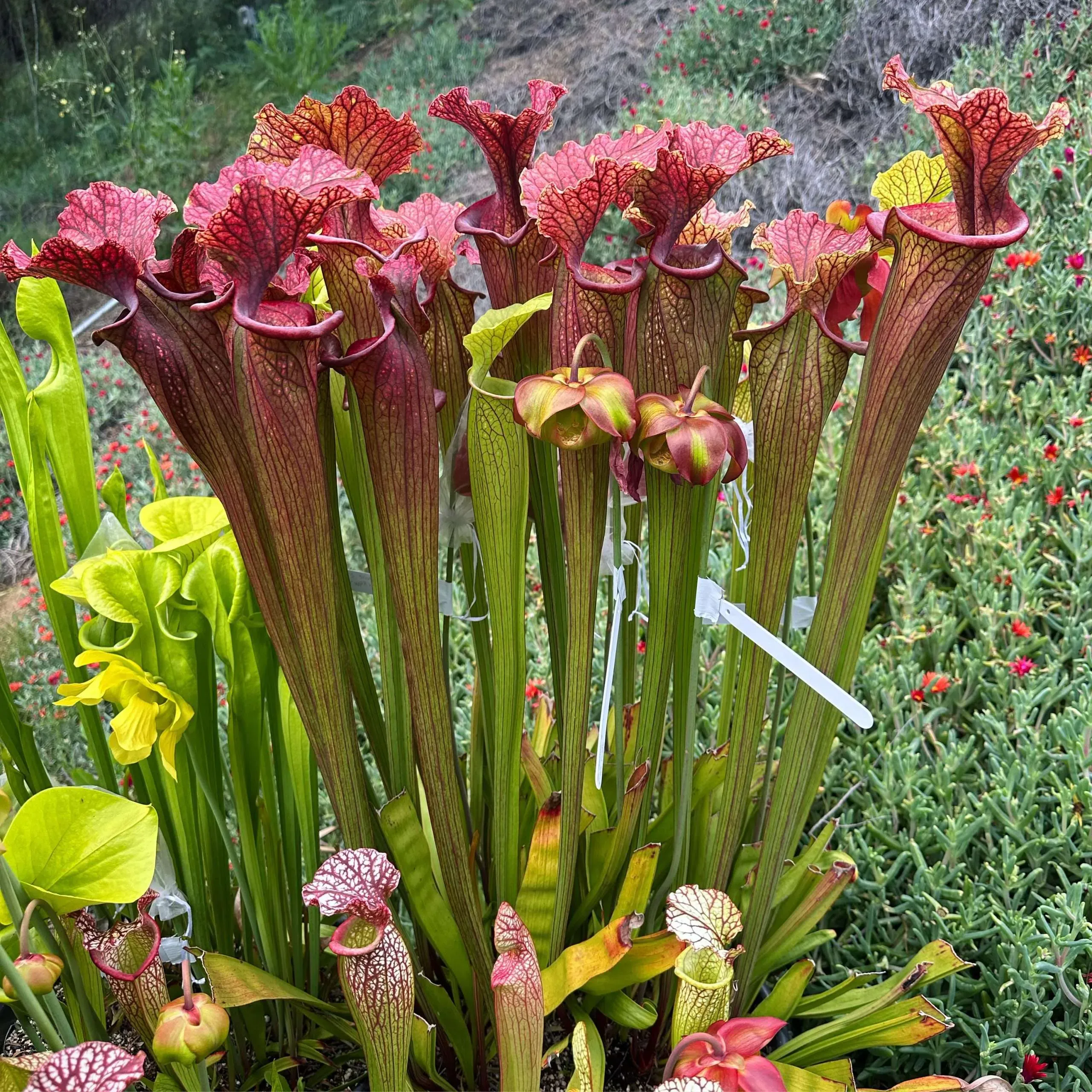 Sarracenia Saurus by David