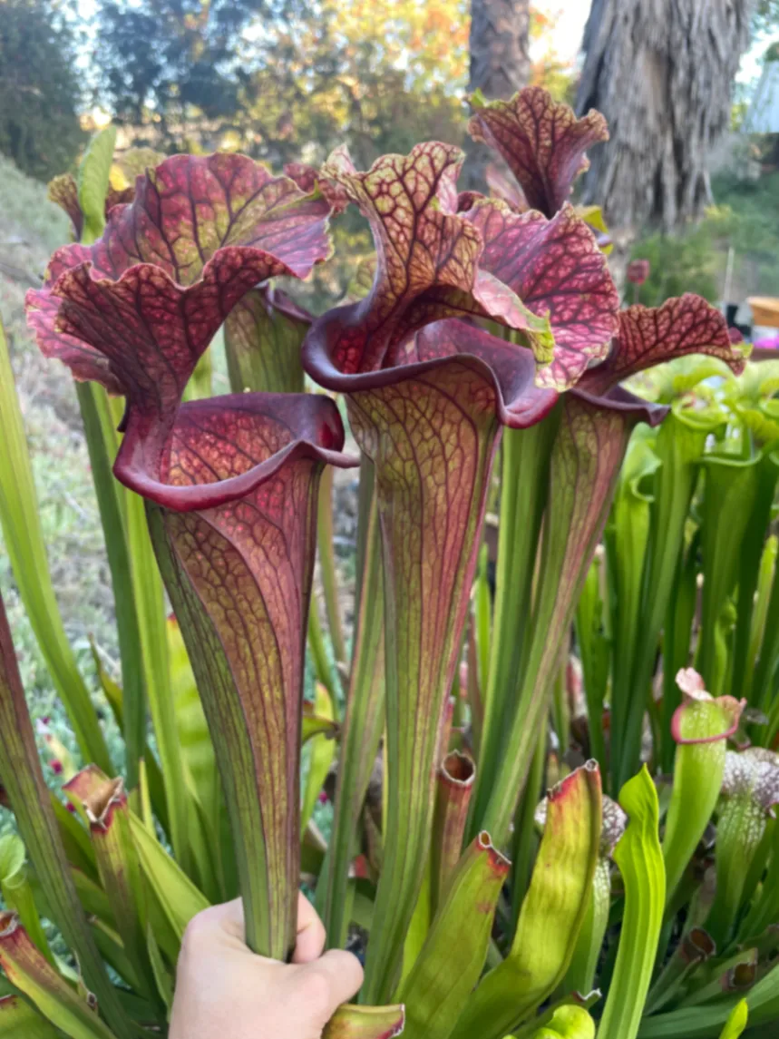 Sarracenia Saurus by David