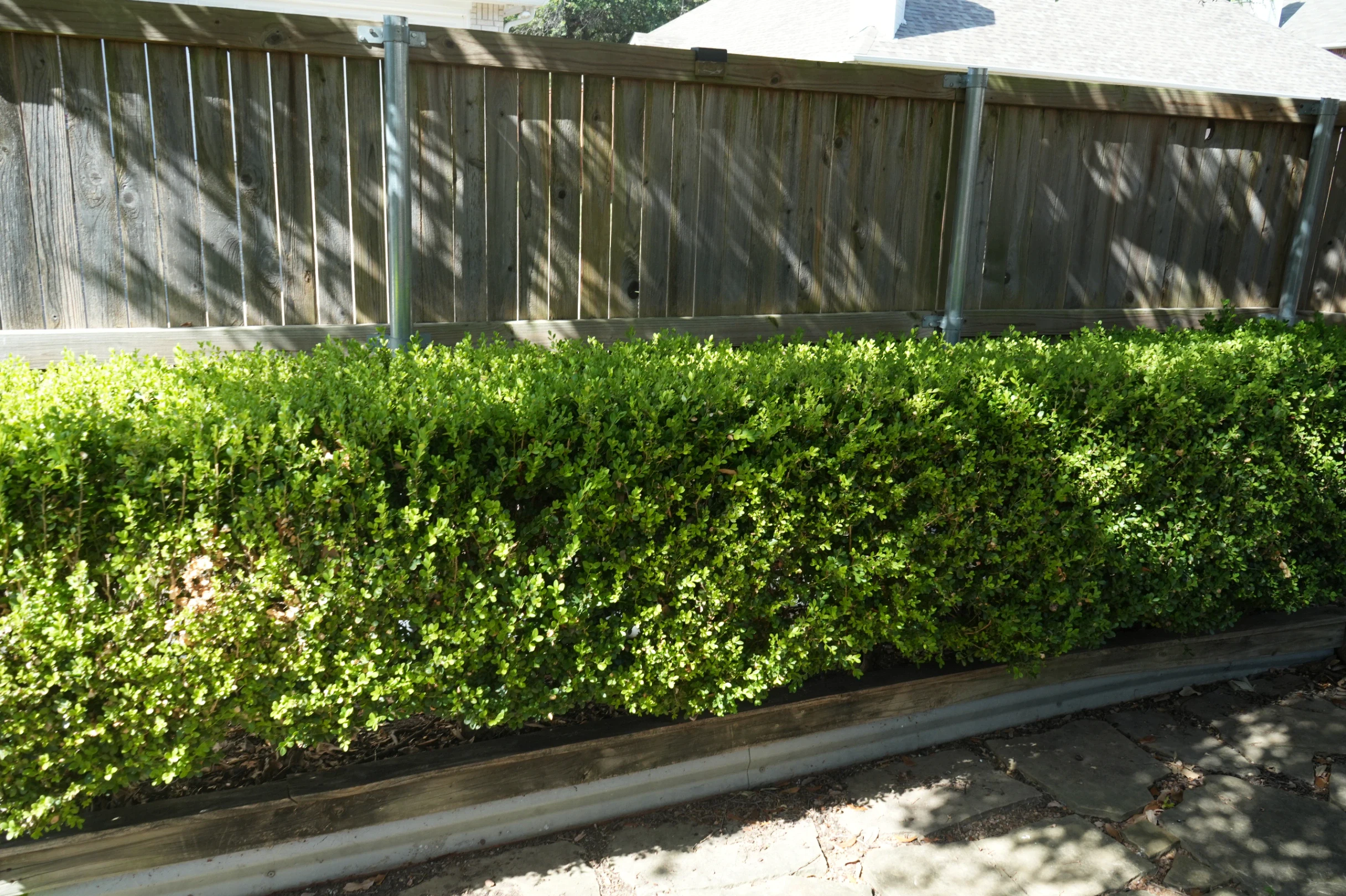 Buxus by mosswooddrive