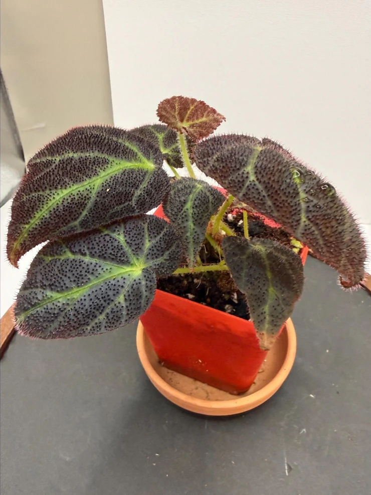 Begonia decora by NashvilleNDP