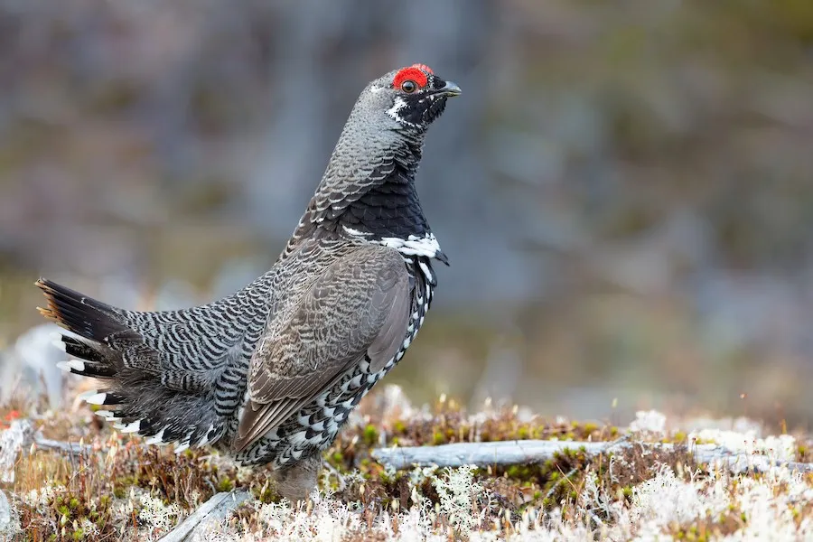 Spruce Grouse Canachites canadensis by genevieve