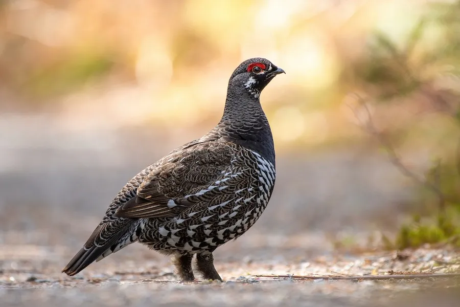 Spruce Grouse Canachites canadensis by genevieve
