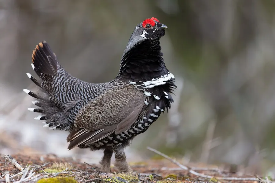 Spruce Grouse Canachites canadensis by genevieve