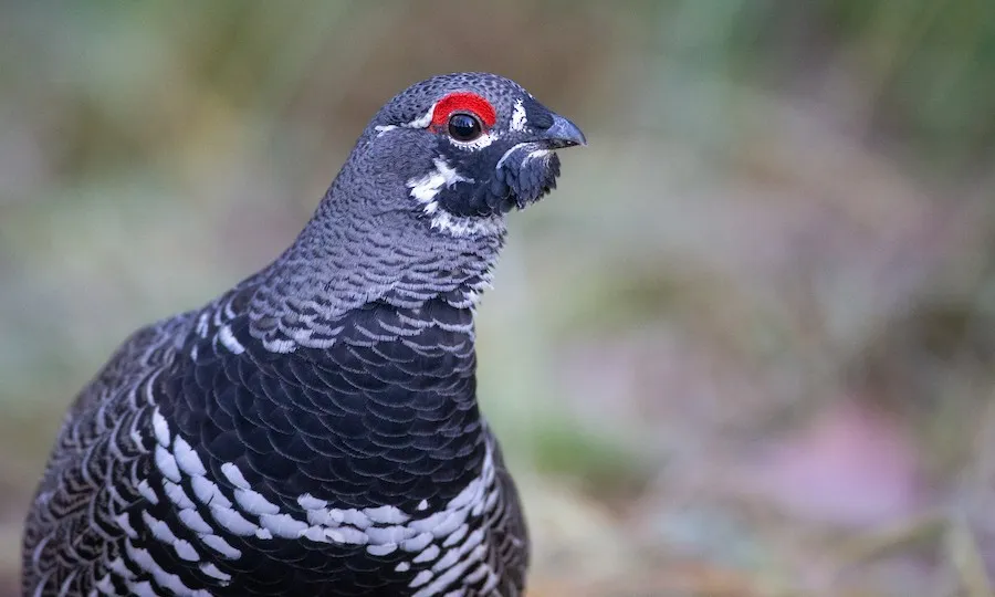 Spruce Grouse Canachites canadensis by genevieve