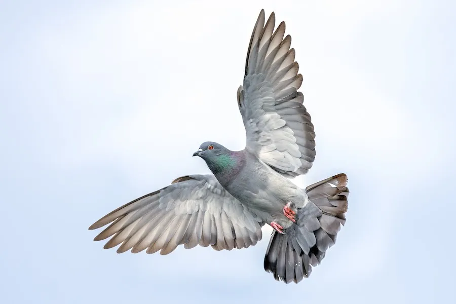 Rock Pigeon Columba livia by genevieve
