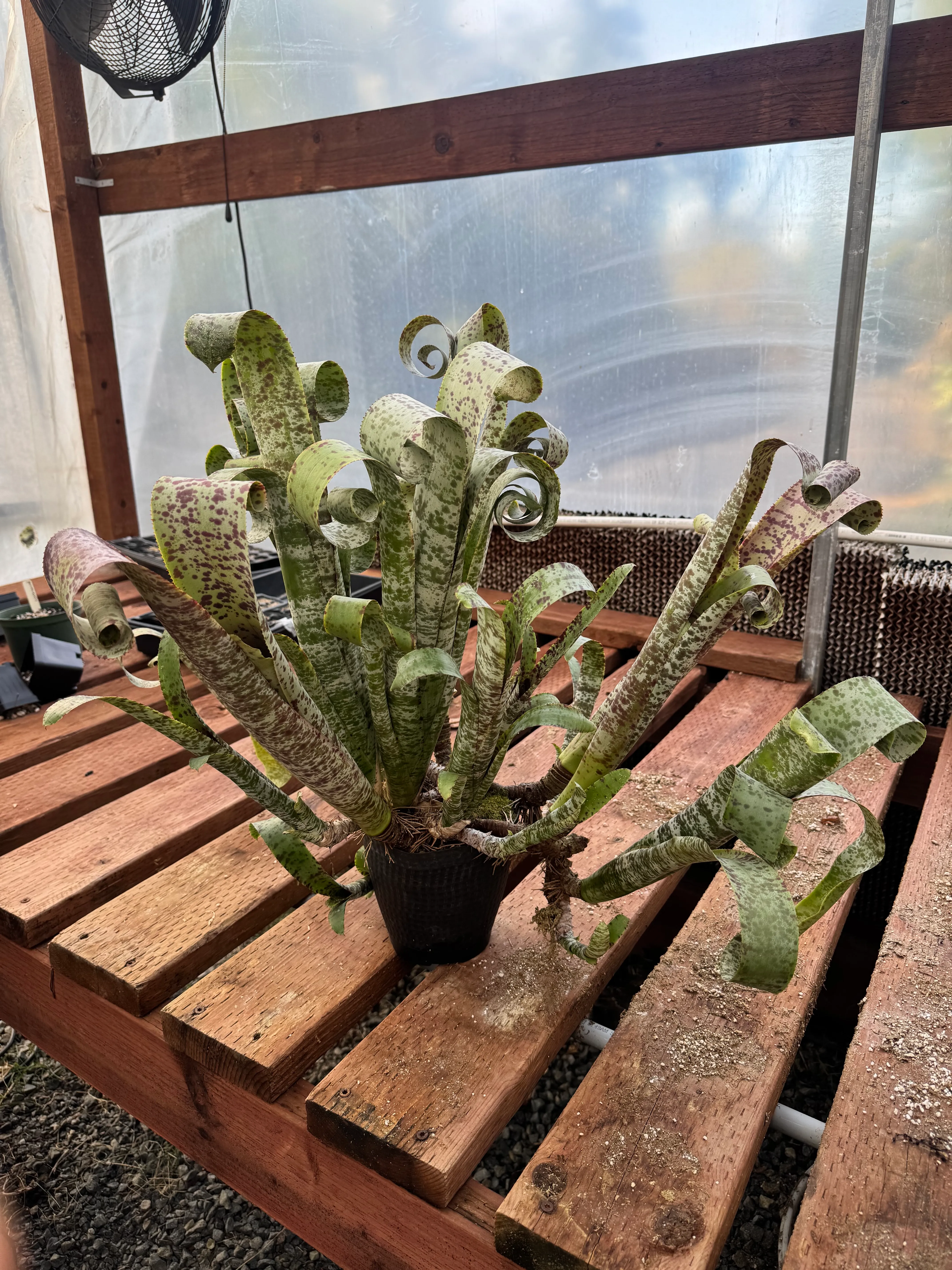 Quesnelia marmorata 'Tim Plowman' by David