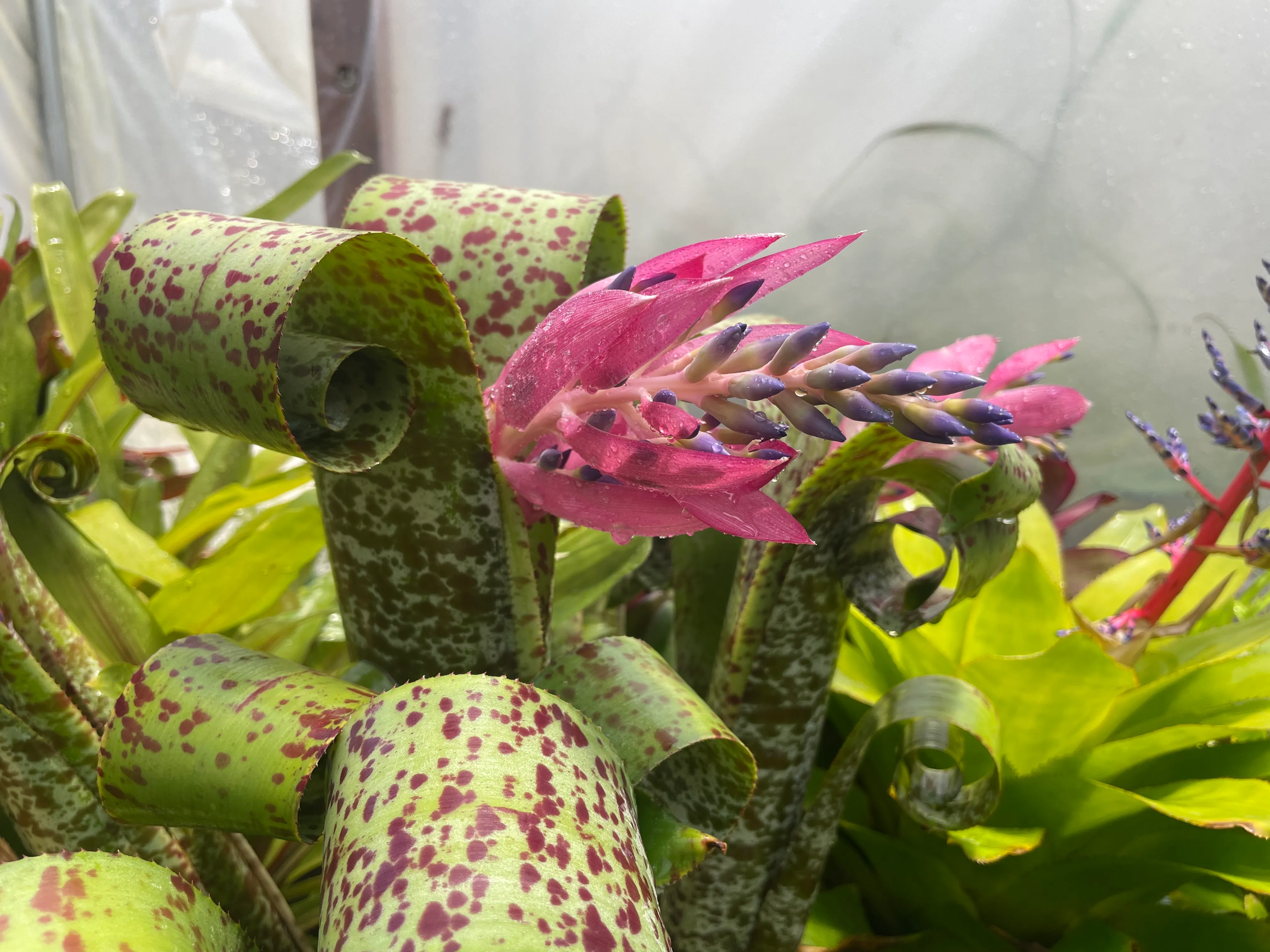 Quesnelia marmorata 'Tim Plowman' by David