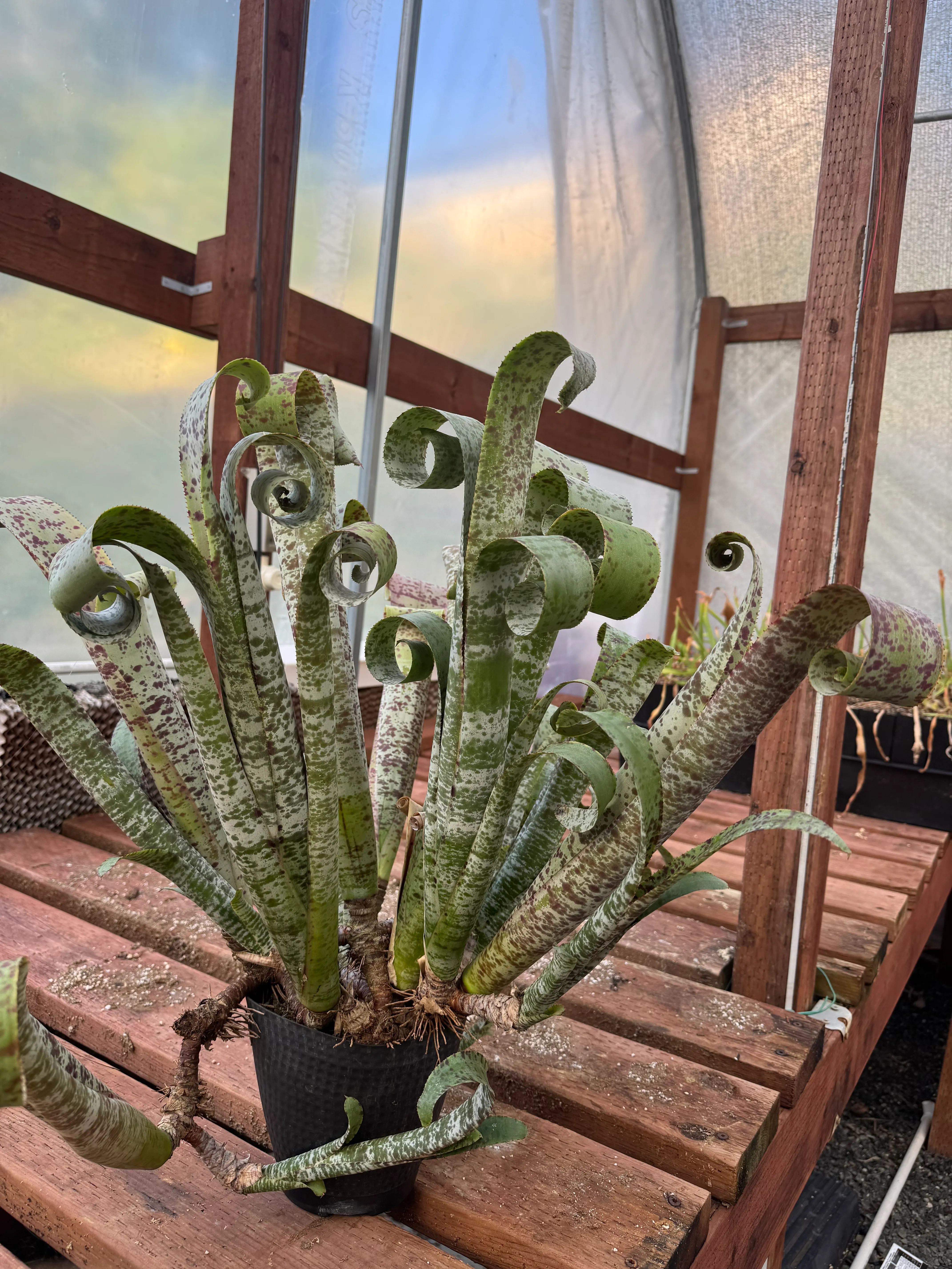 Quesnelia marmorata 'Tim Plowman' by David