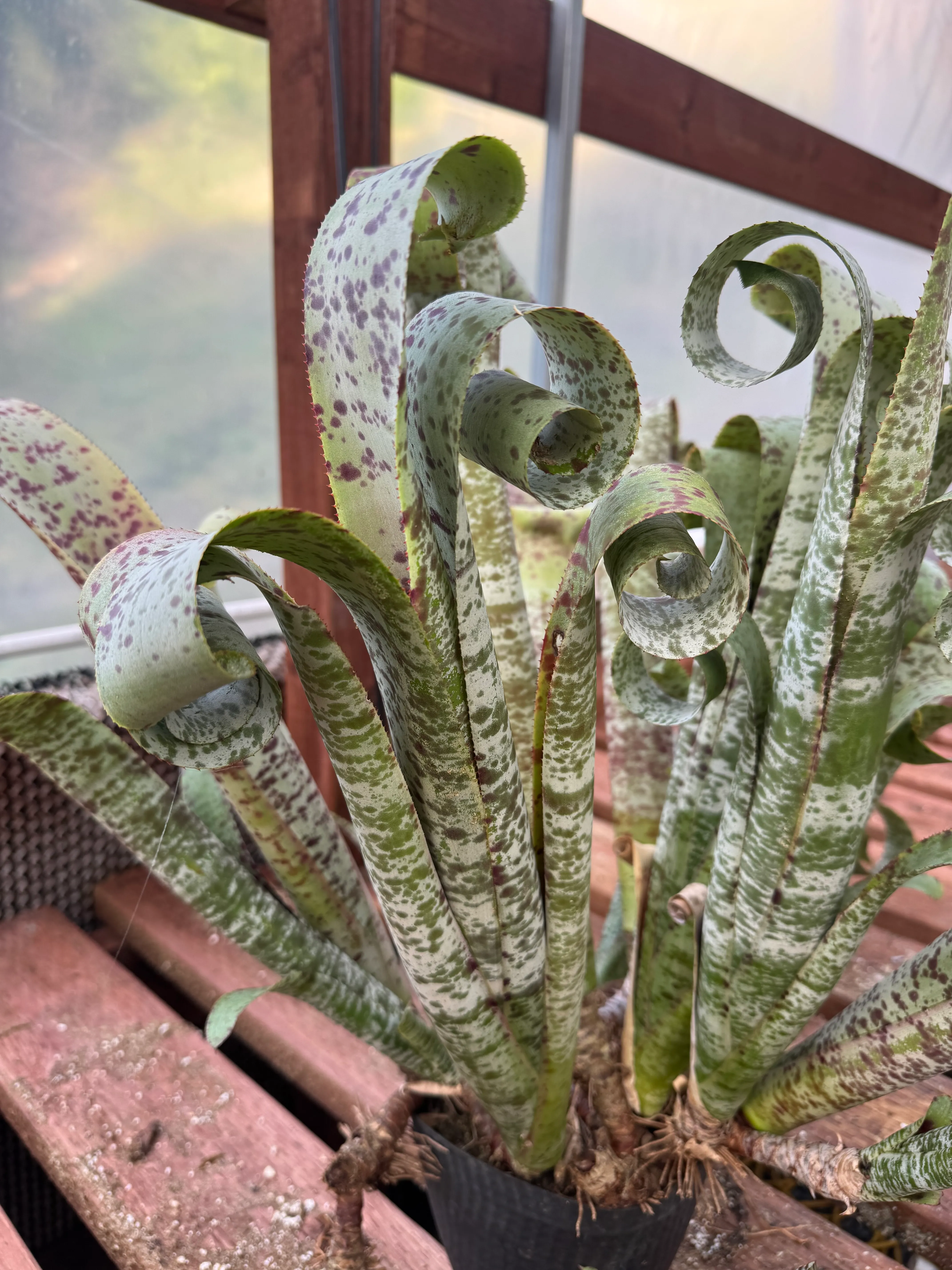 Quesnelia marmorata 'Tim Plowman' by David