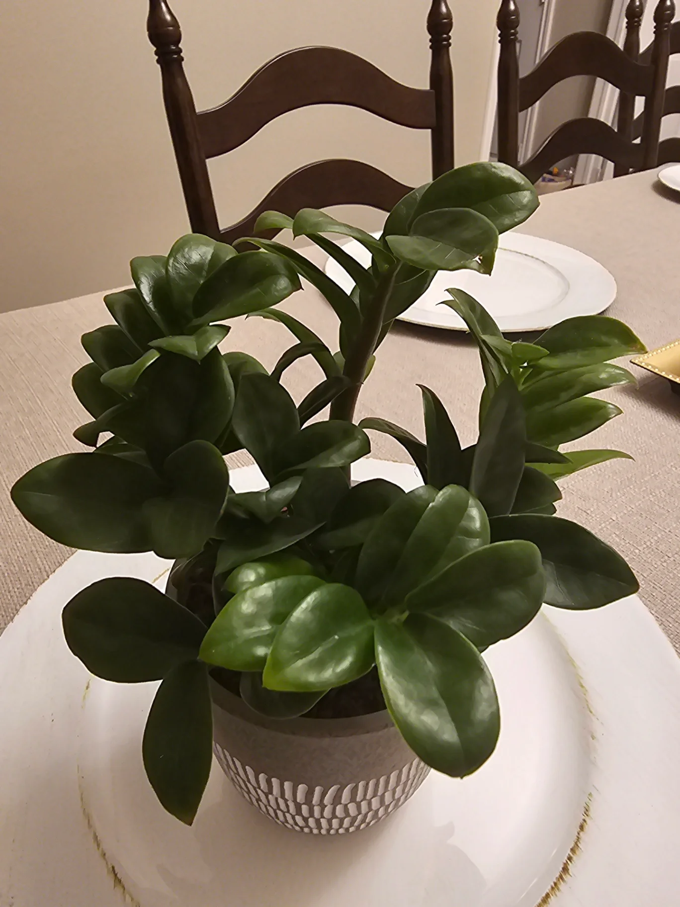 Zamioculcas zamiifolia 'Zenzi' by Mslatinatx73
