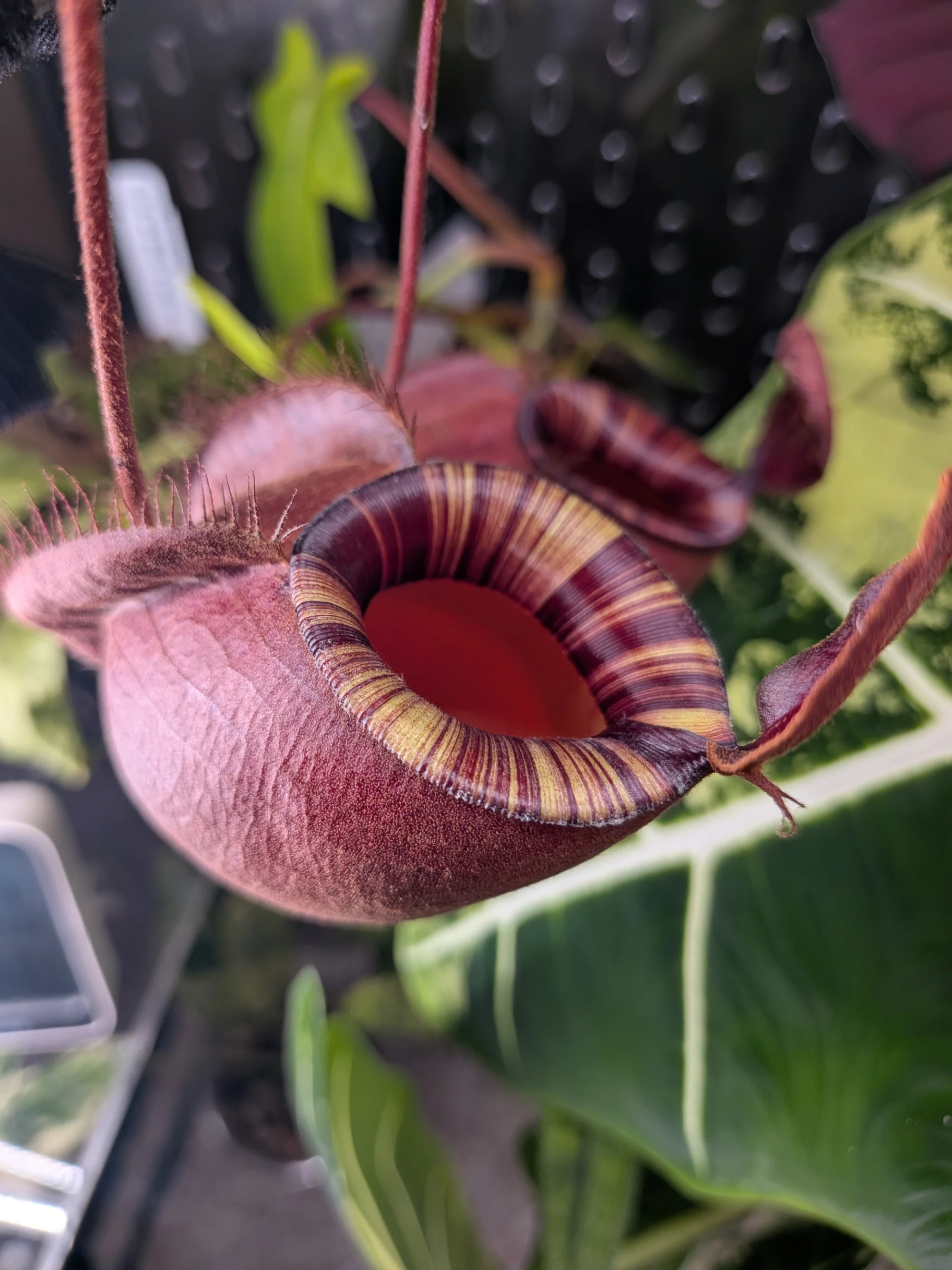 Nepenthes mirabillis var. globosa × ampullaria 'Black Miracle' by T-Rex0987