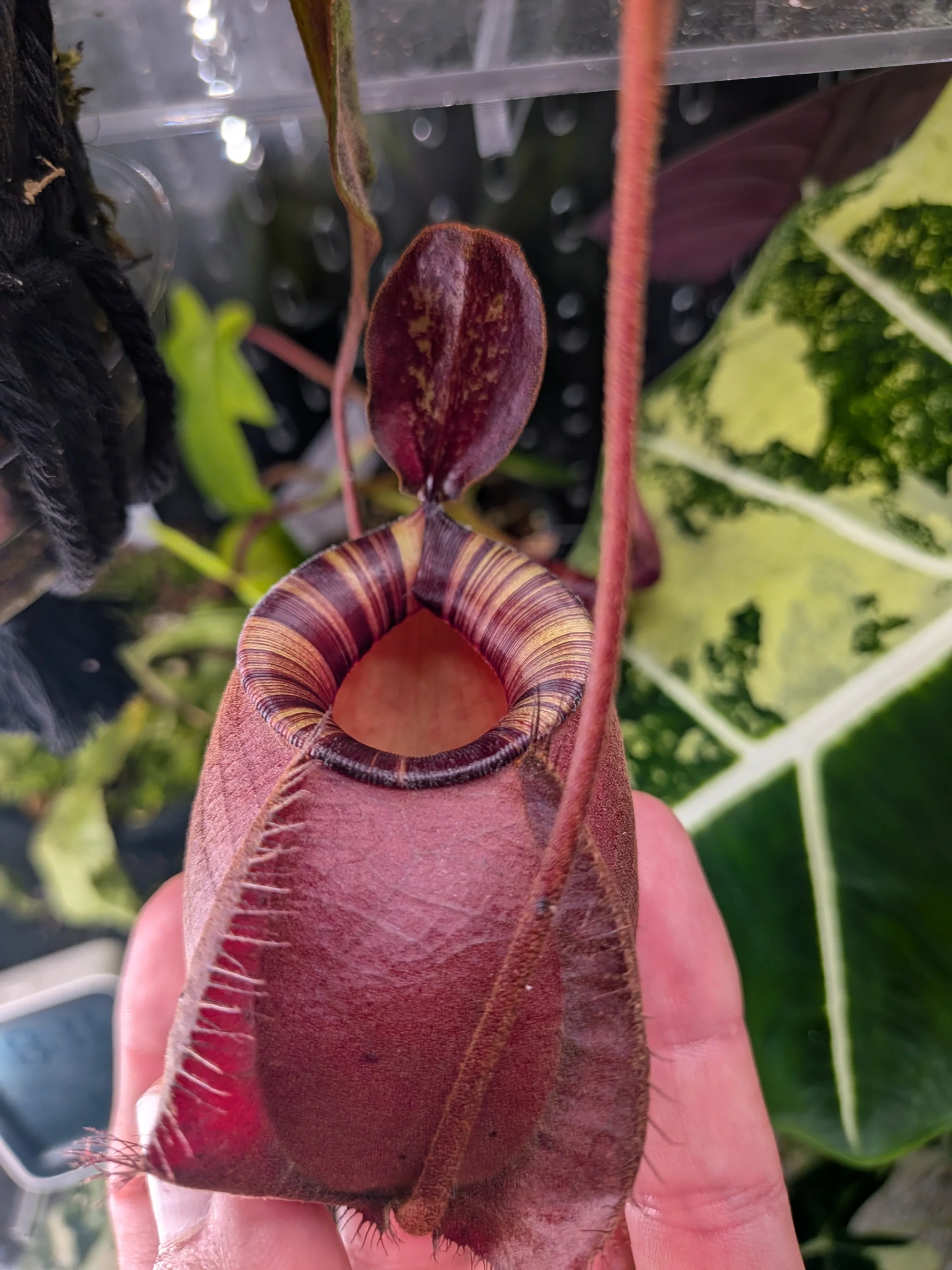 Nepenthes mirabillis var. globosa × ampullaria 'Black Miracle' by T-Rex0987