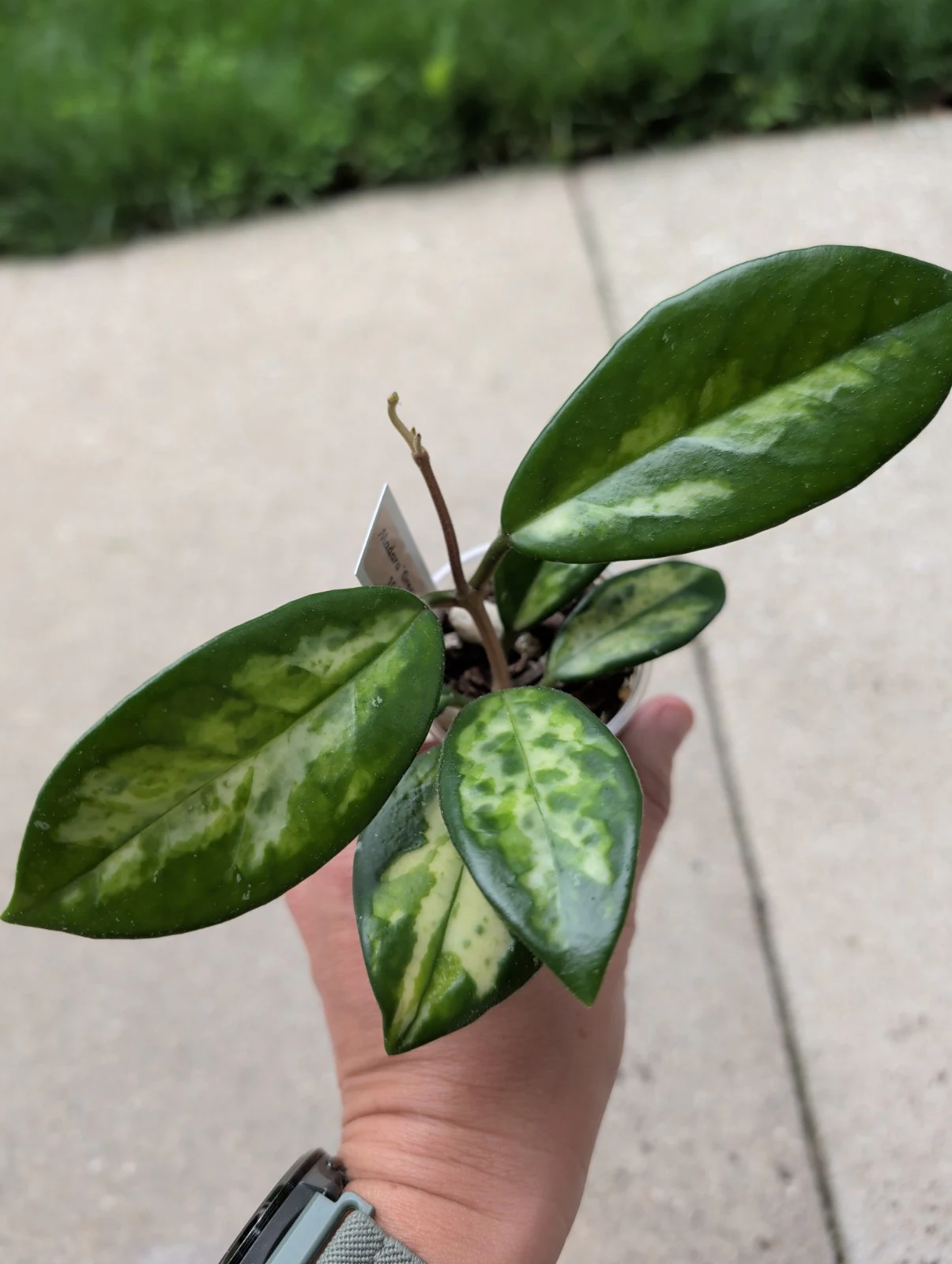 Hoya Madara 'Green Edge' by meg