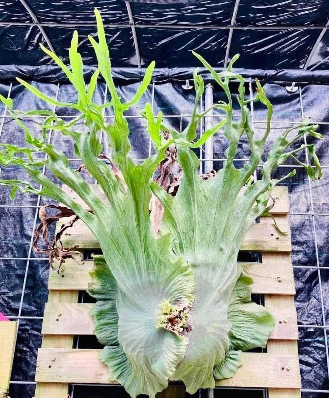 Platycerium Wandae High Shield sporeling by aroot