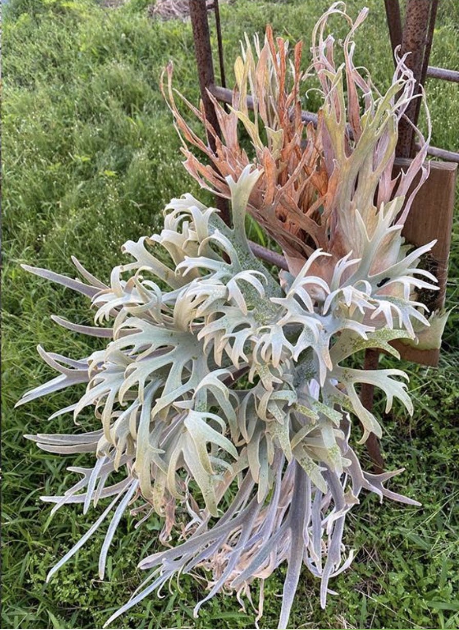 Platycerium Pedro Tatsuta by aroot