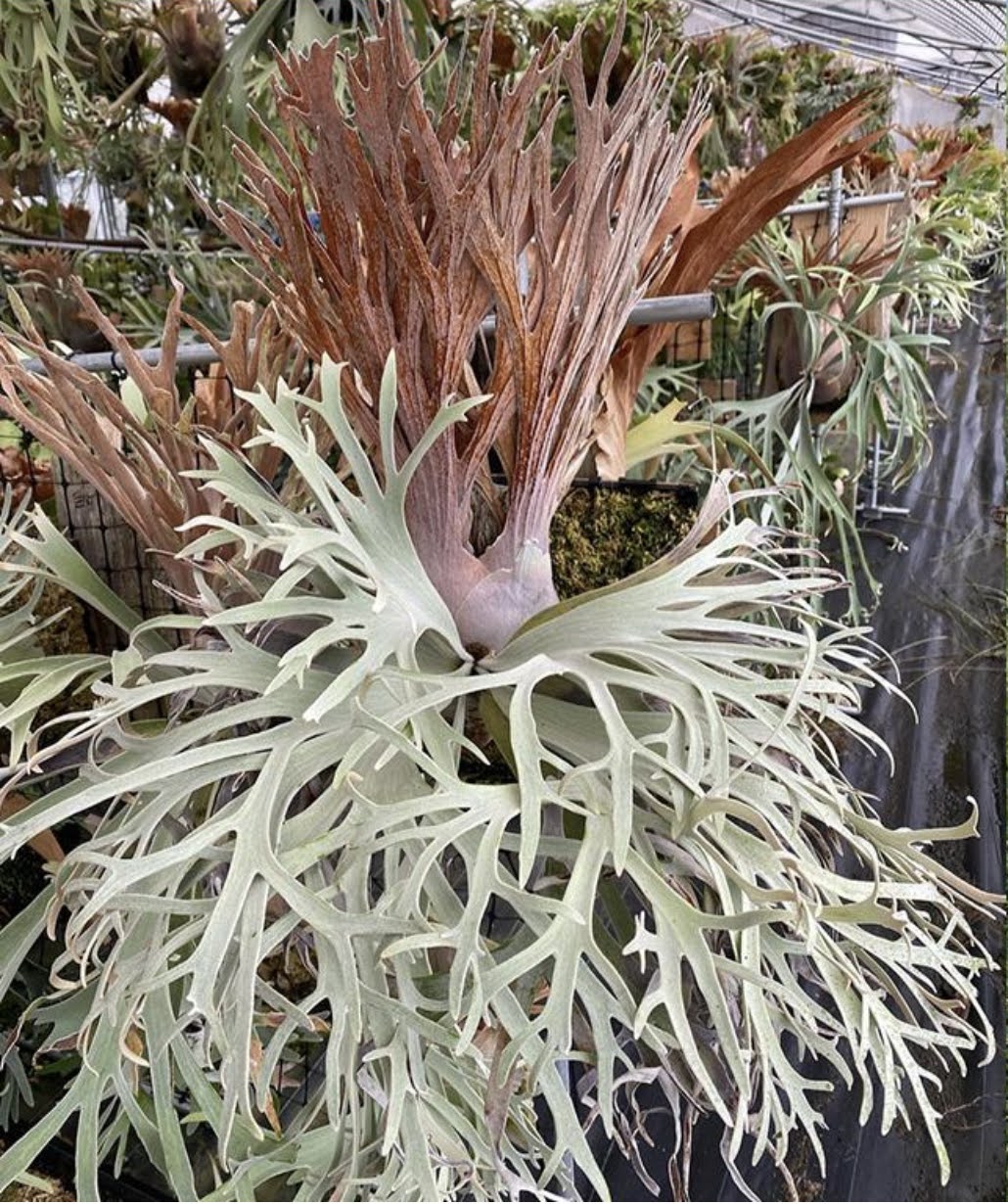 Platycerium Pedro Tatsuta by aroot