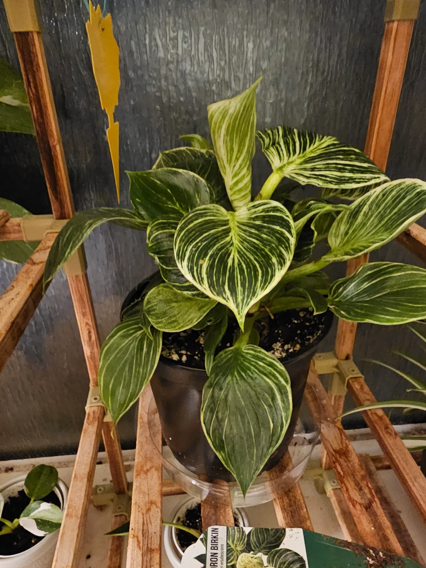 Philodendron erubescens 'Birkin' by Mslatinatx73