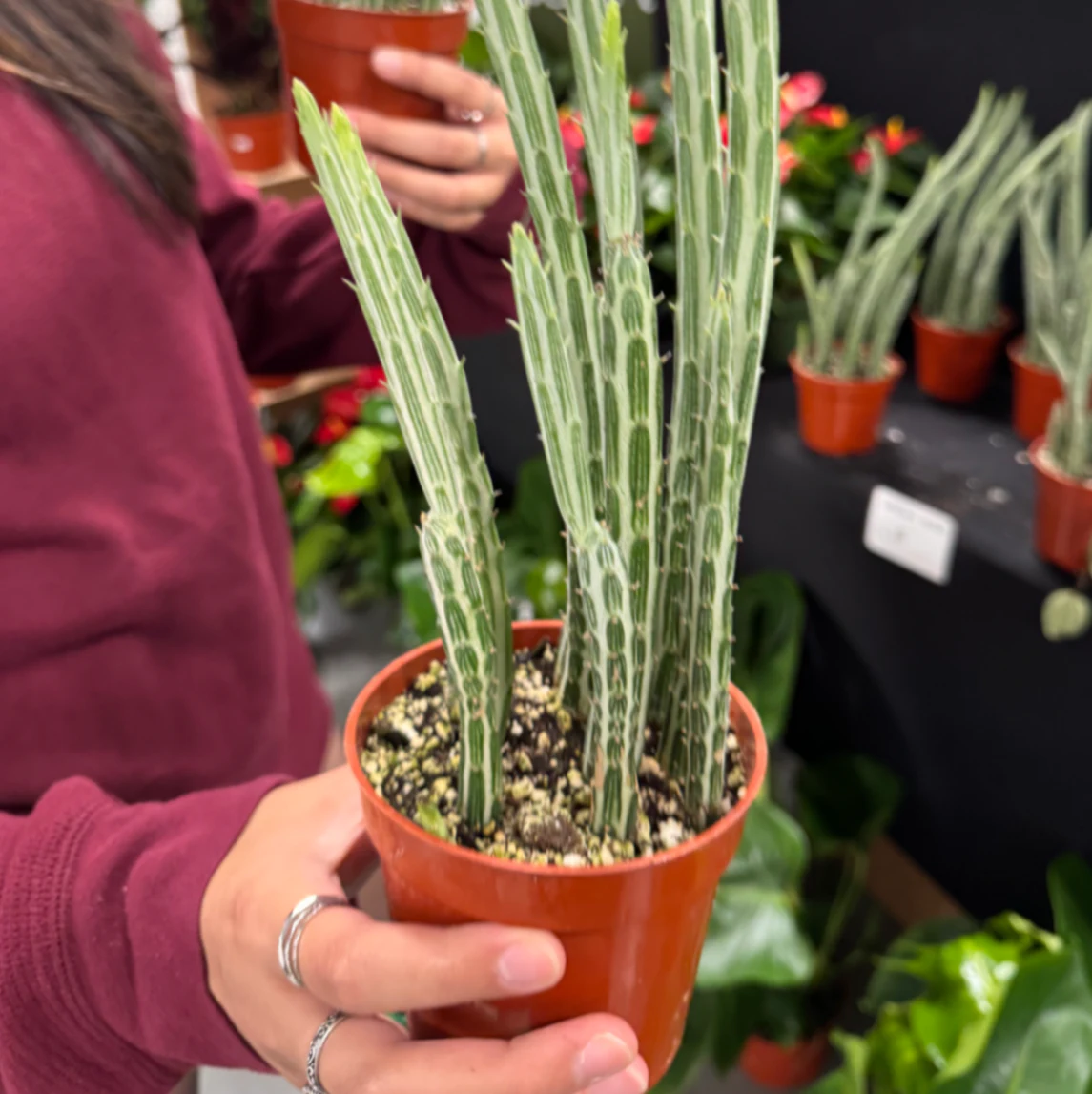Senecio stapeliiformis by danny
