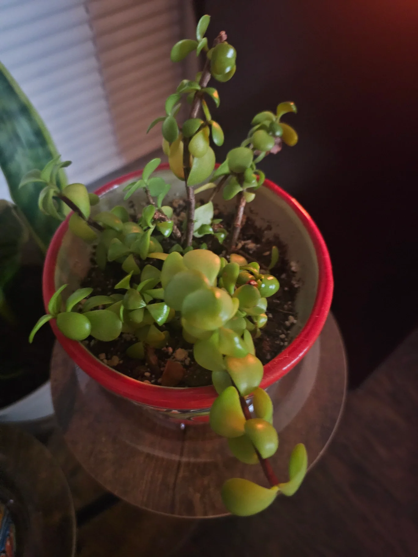Portulacaria afra by Mslatinatx73
